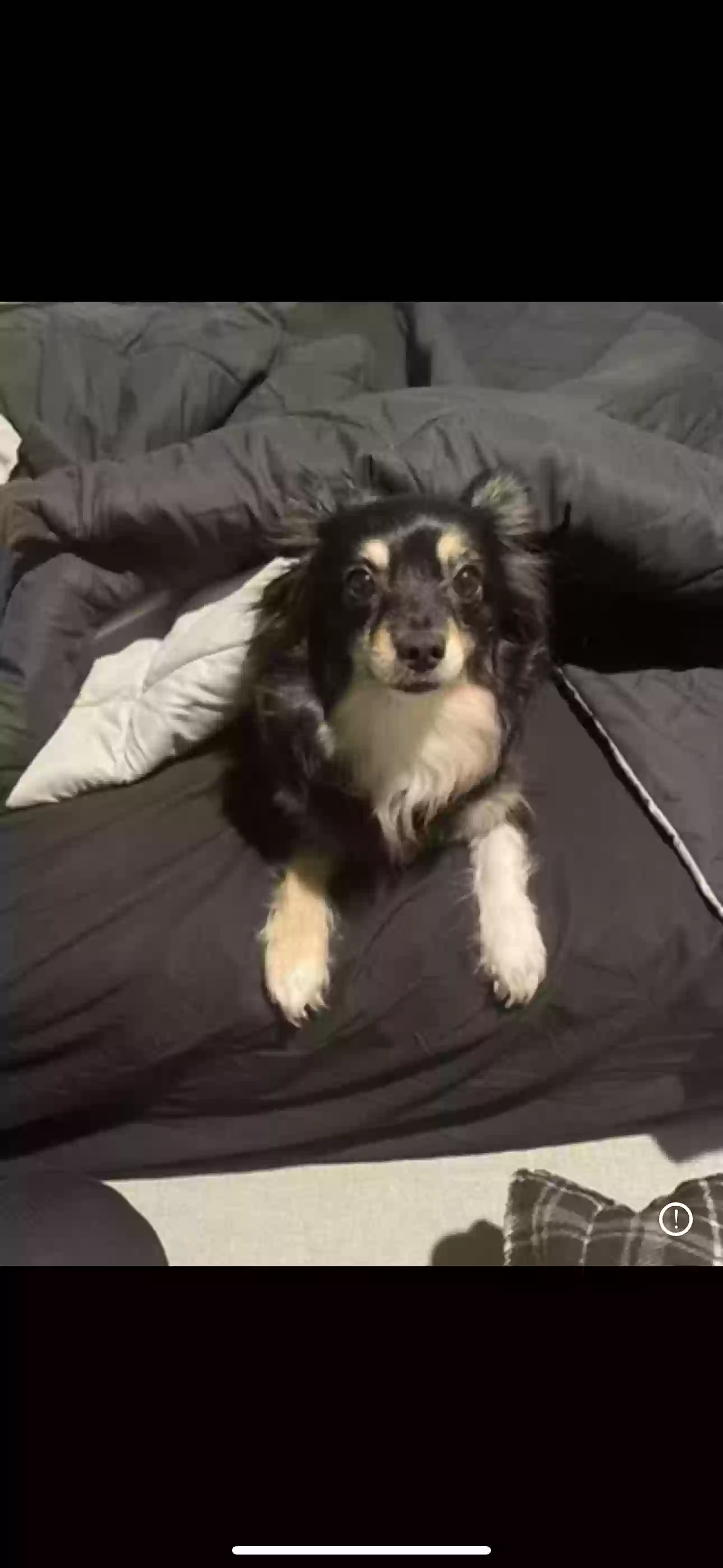 adoptable Dog in San Jose,CA named lylah
