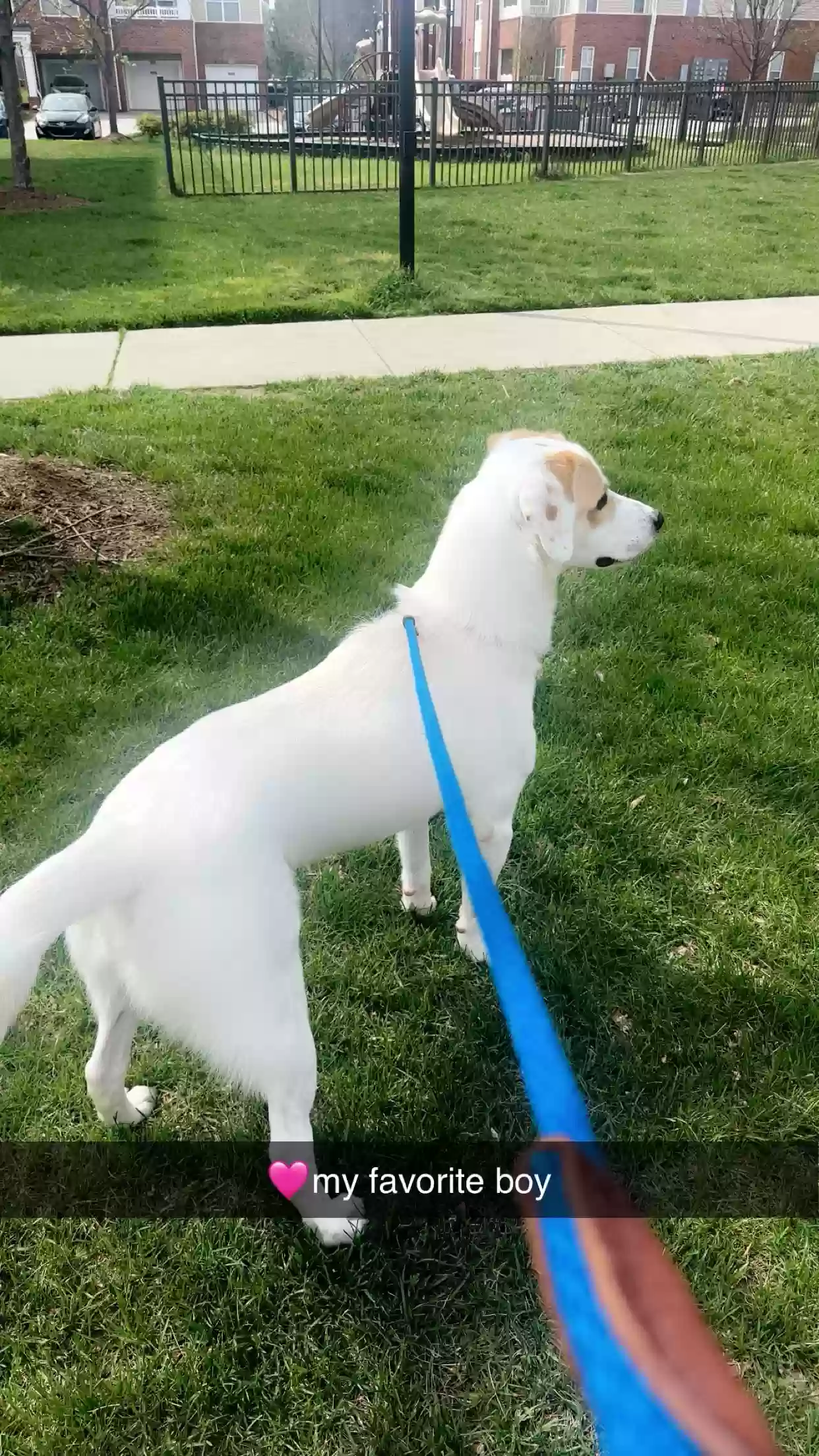 adoptable Dog in Raleigh,NC named Arlo