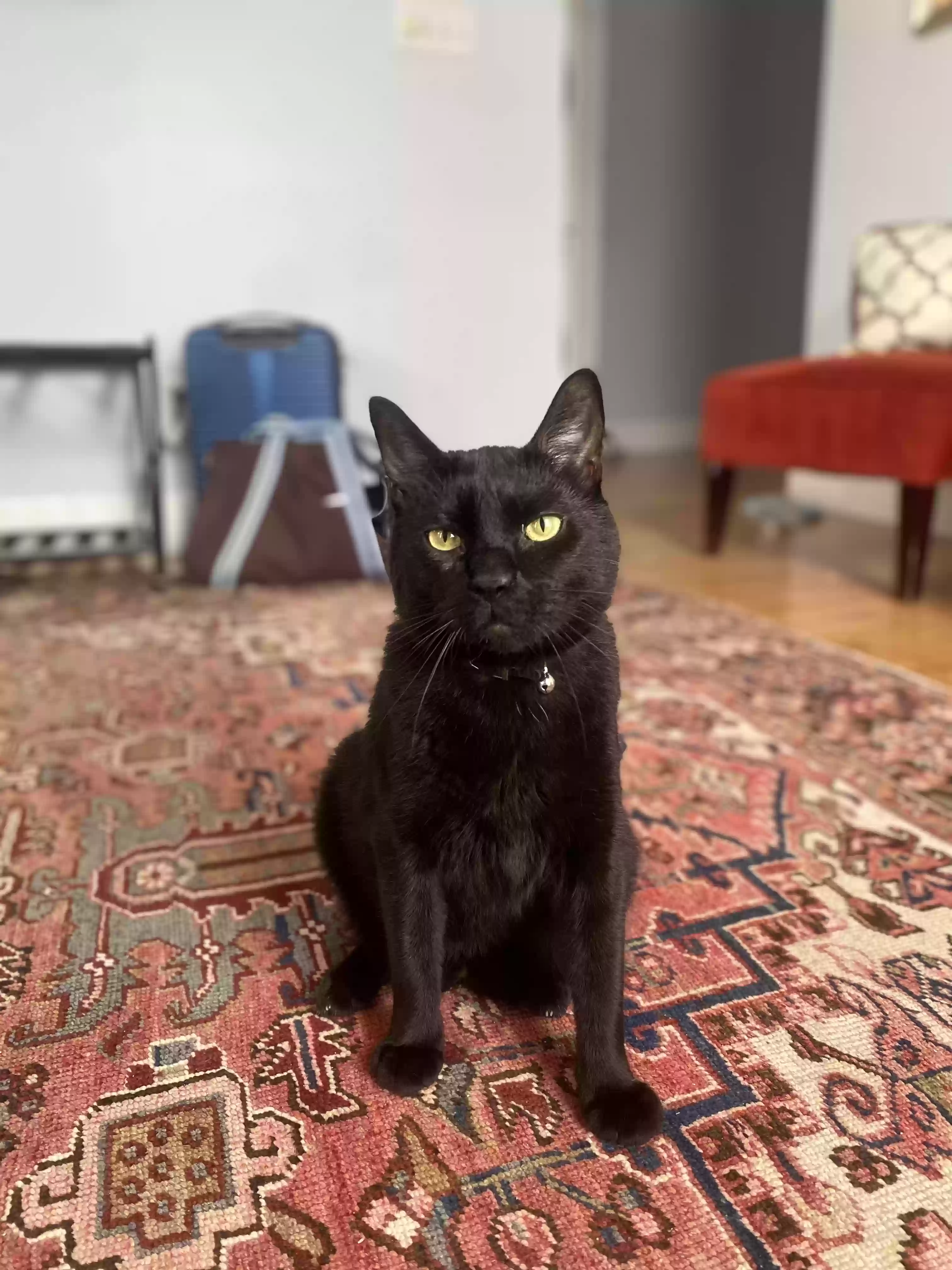adoptable Cat in Washington,DC named Espresso Martini