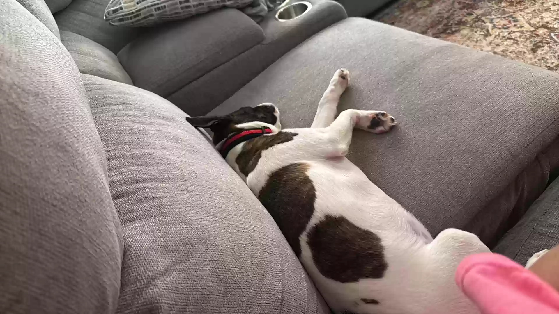 adoptable Dog in Delbarton,WV named Prue