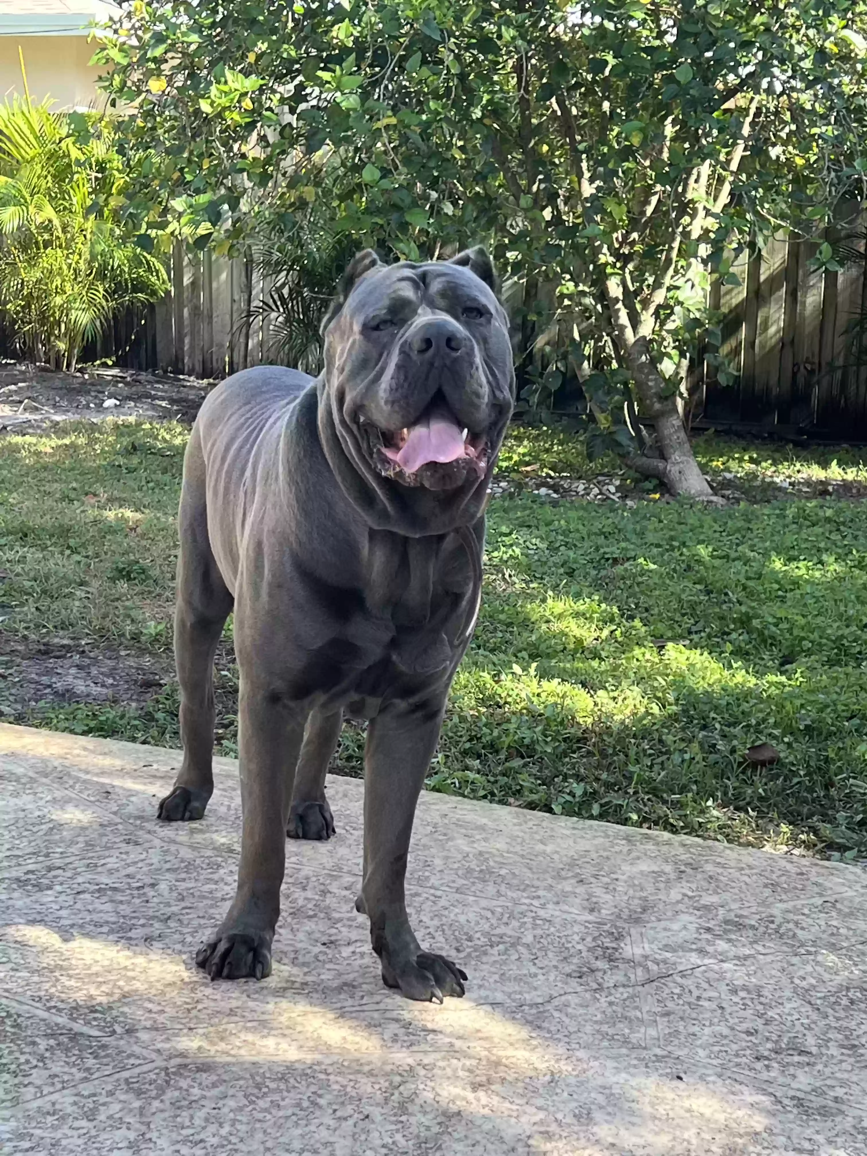 adoptable Dog in Lake Worth,FL named Diesel