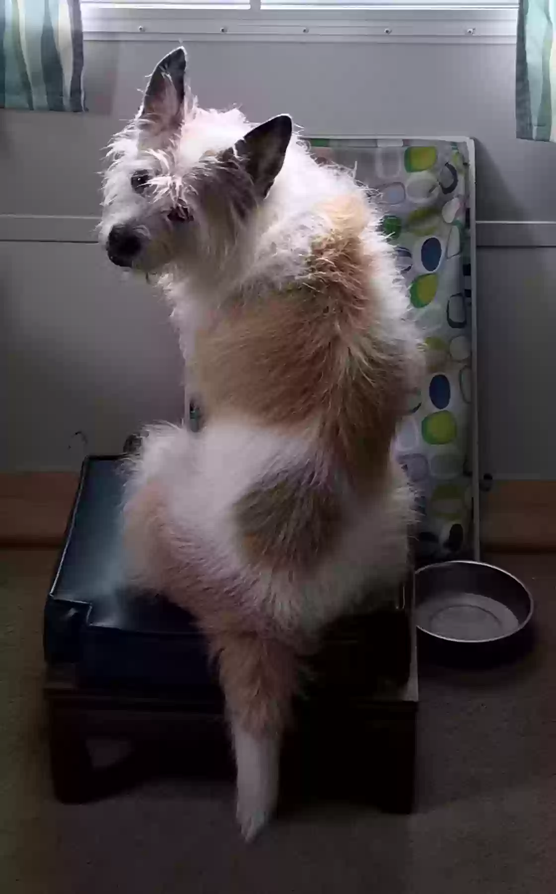 adoptable Dog in Salem,VA named Nelly