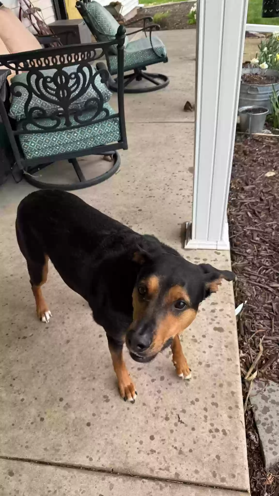 adoptable Dog in Verona,IL named