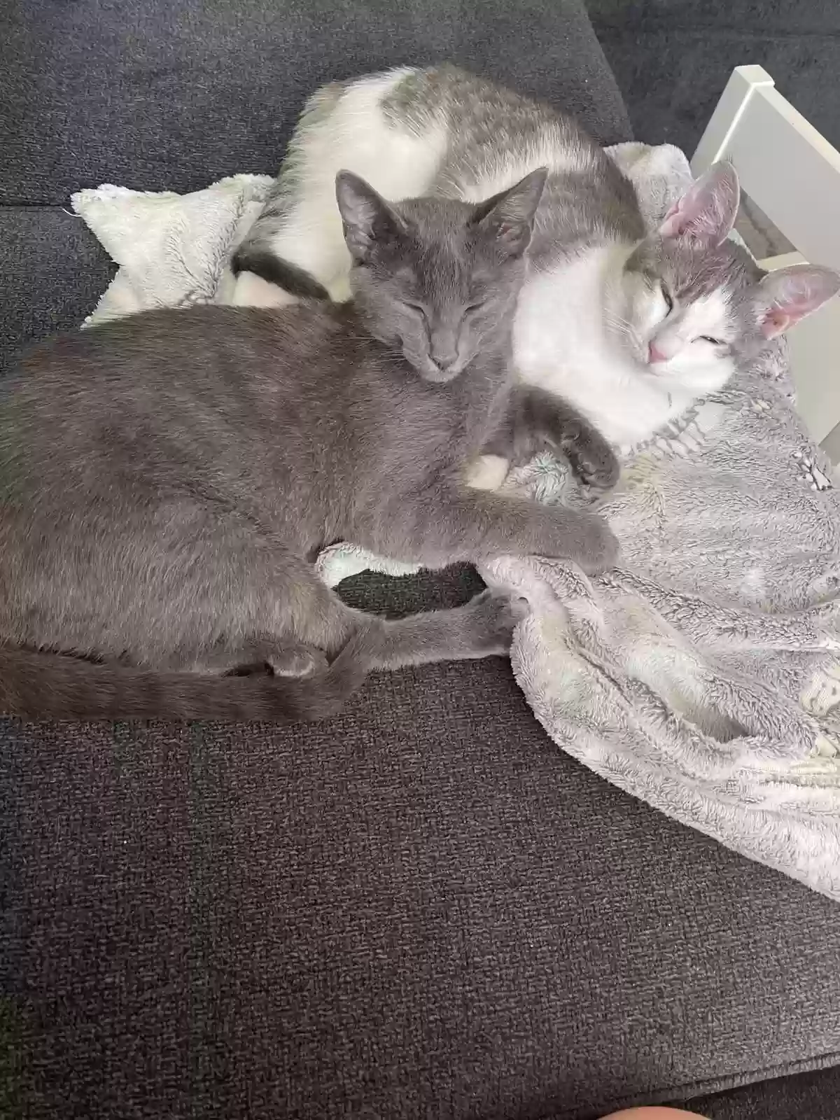 adoptable Cat in West Palm Beach,FL named Lala and lulu