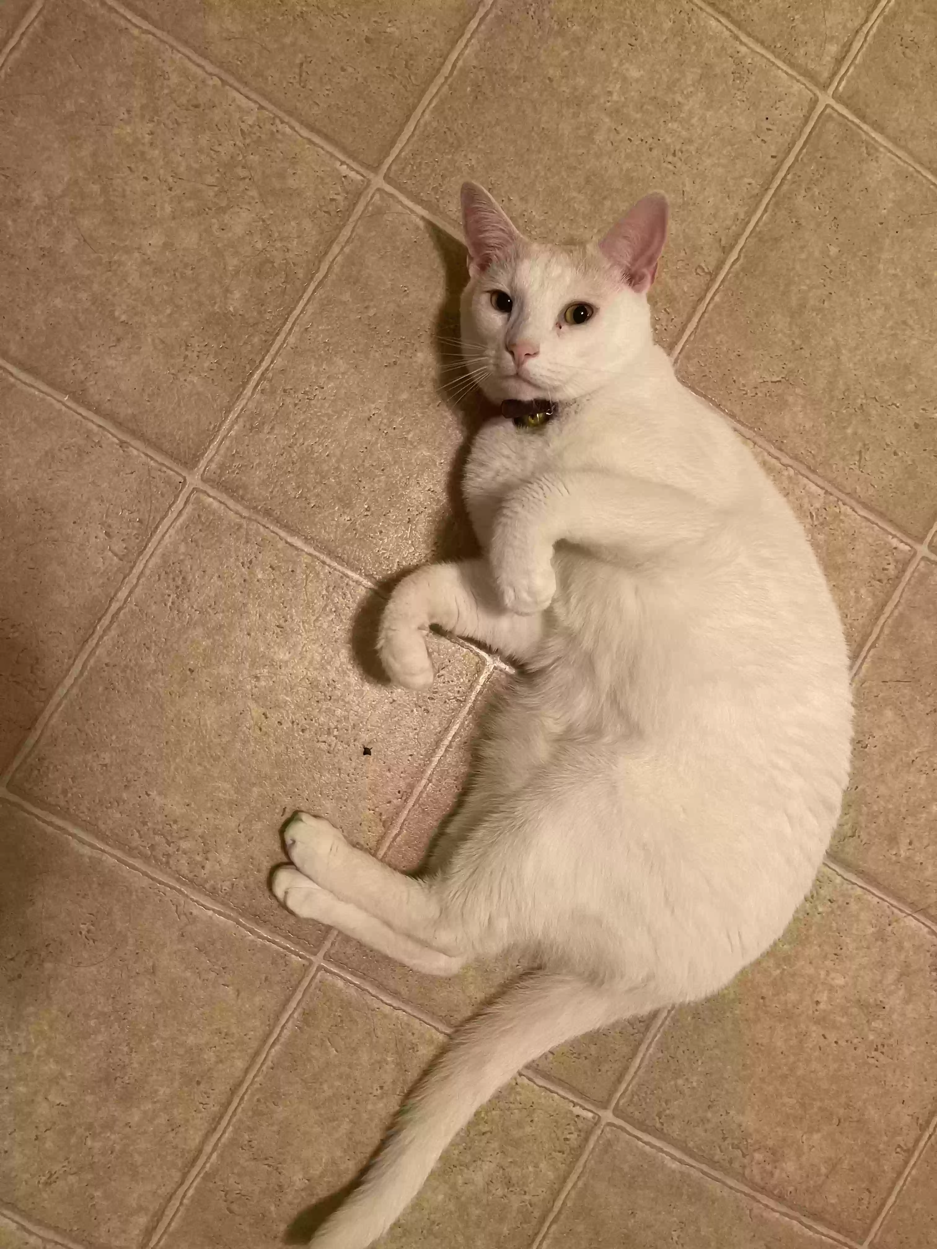 adoptable Cat in Petersburg,VA named Orion