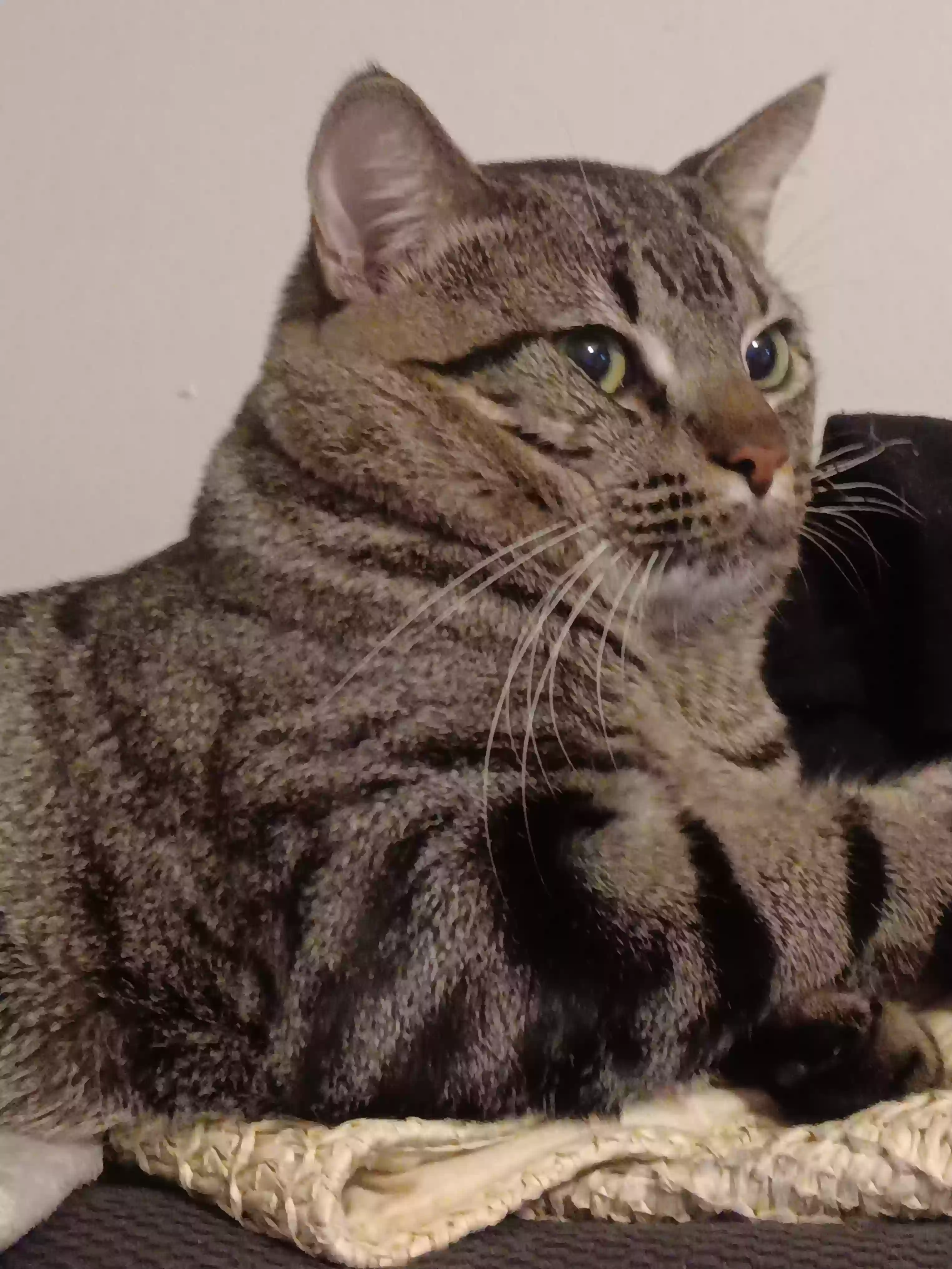 adoptable Cat in Antioch,TN named Nanagori