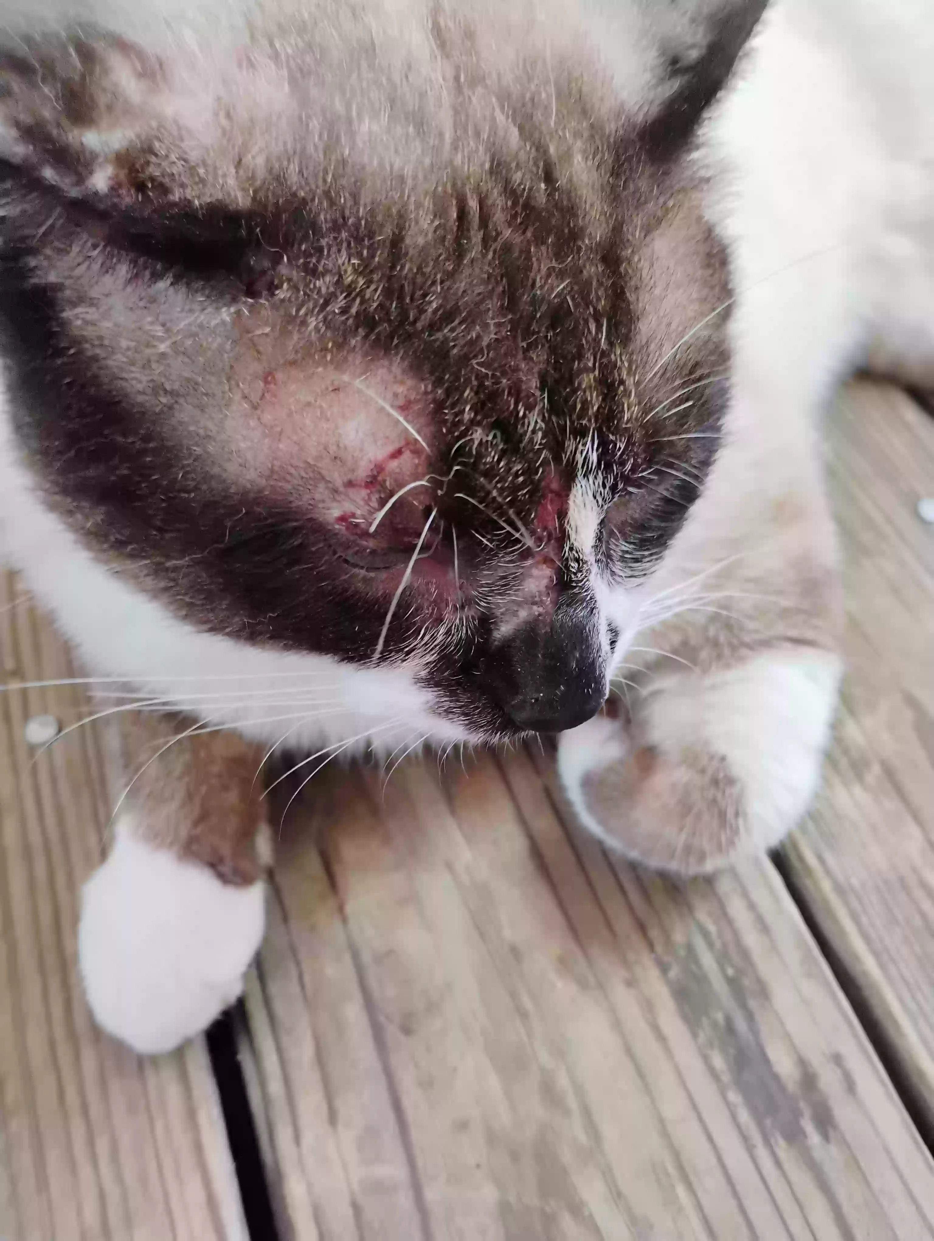 adoptable Cat in Talladega,AL named Buddy