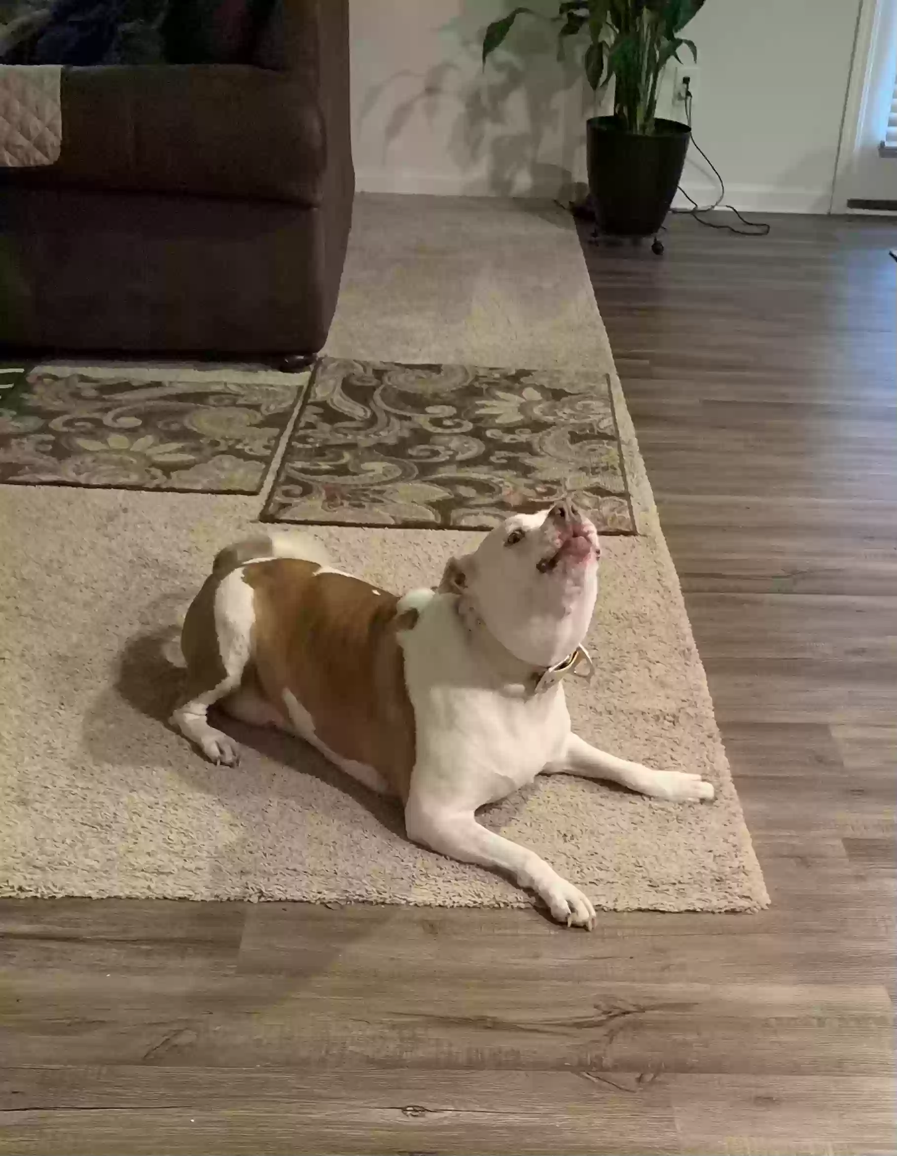 adoptable Dog in Covington,GA named Doria