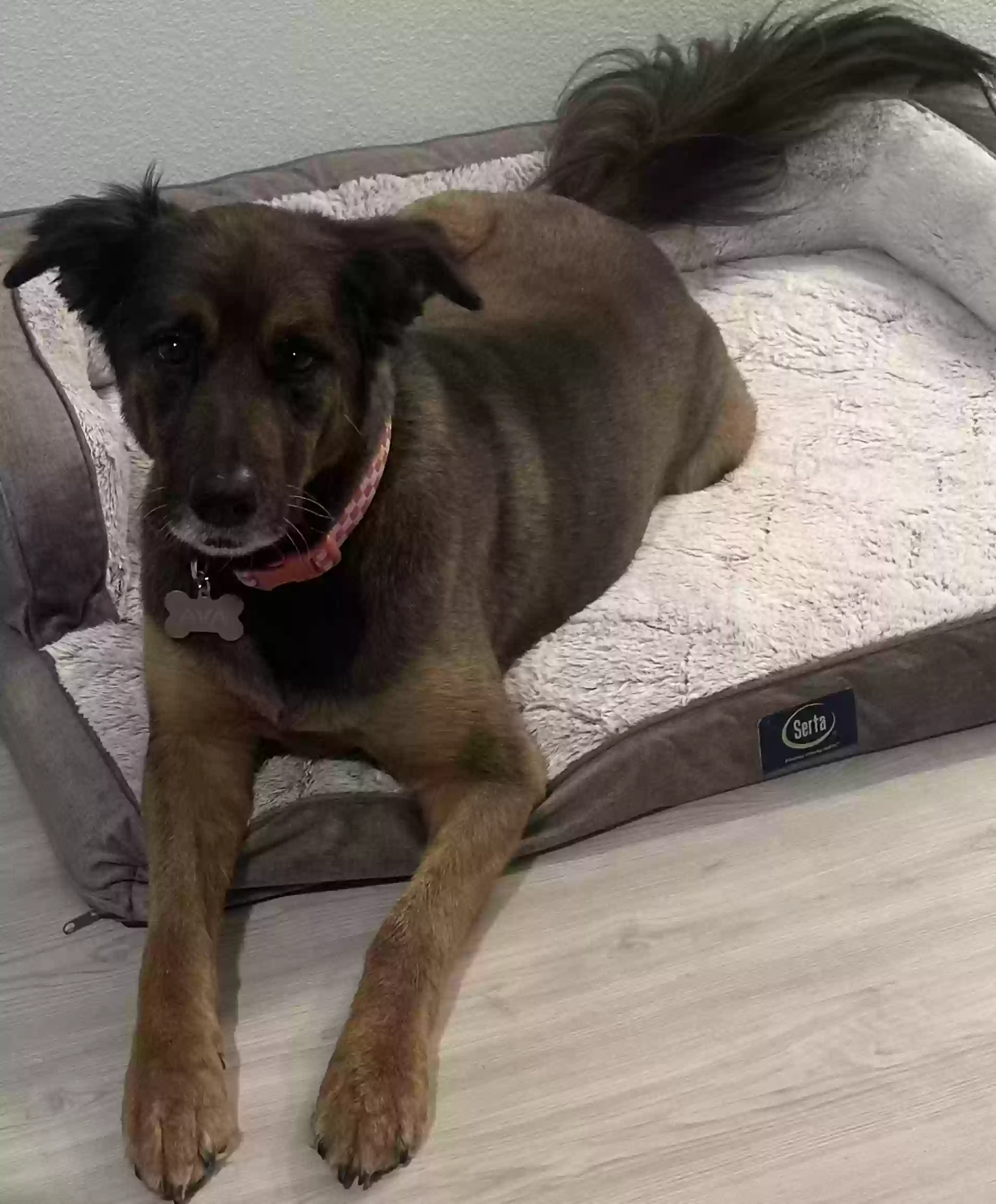 adoptable Dog in Allen,TX named Ava