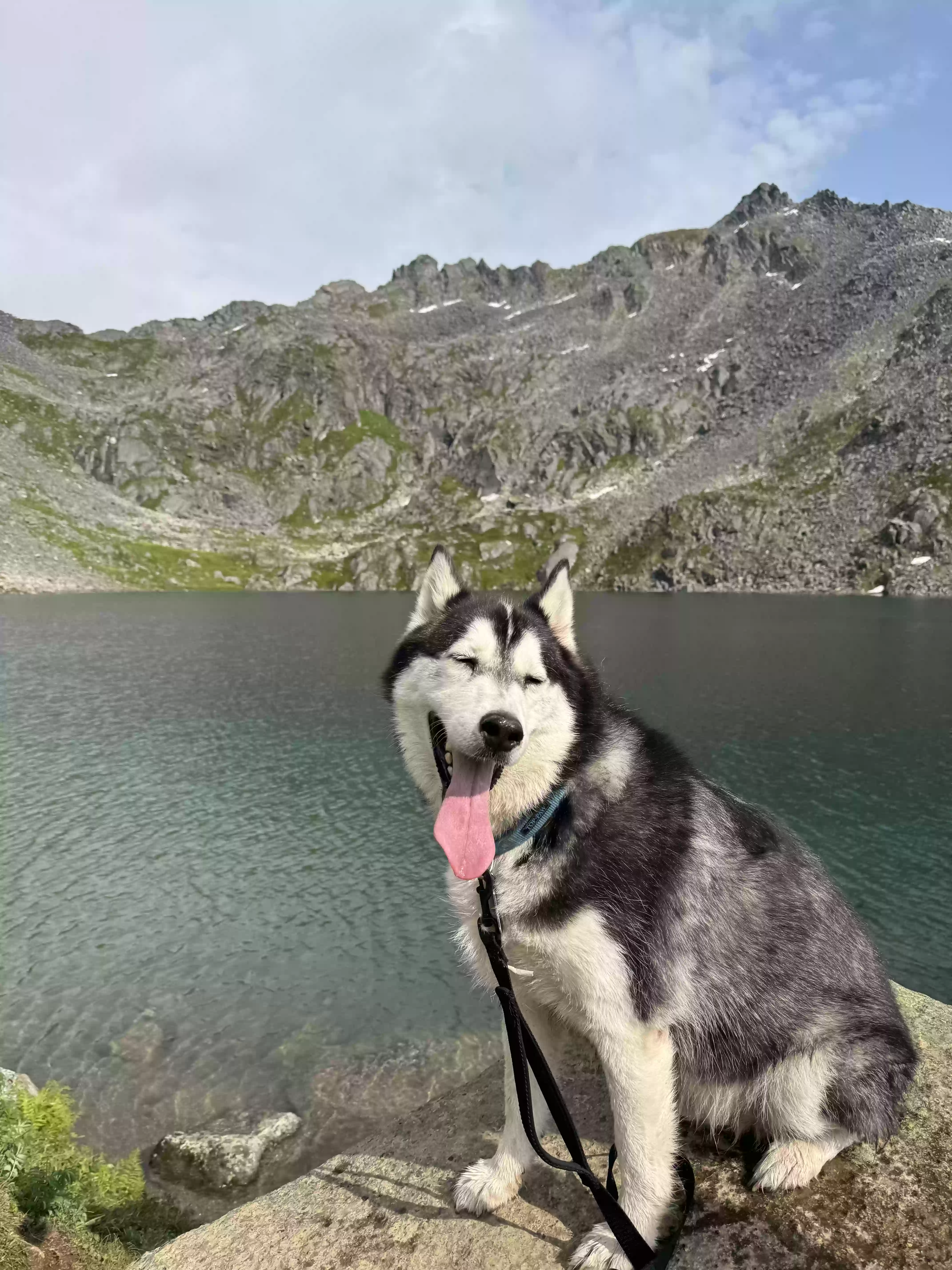 adoptable Dog in Anchorage,AK named Raz