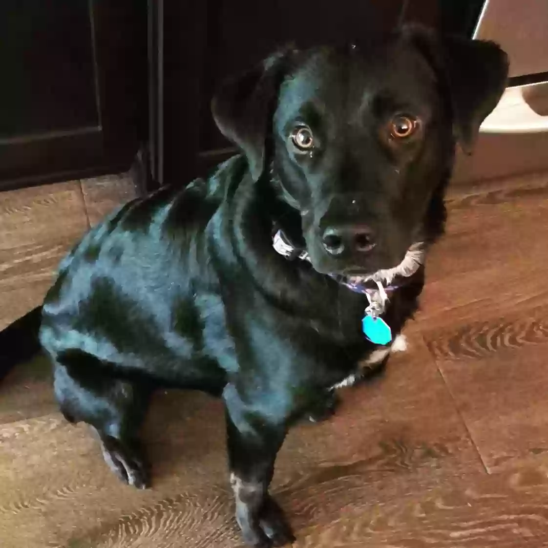 adoptable Dog in Middleburg,VA named