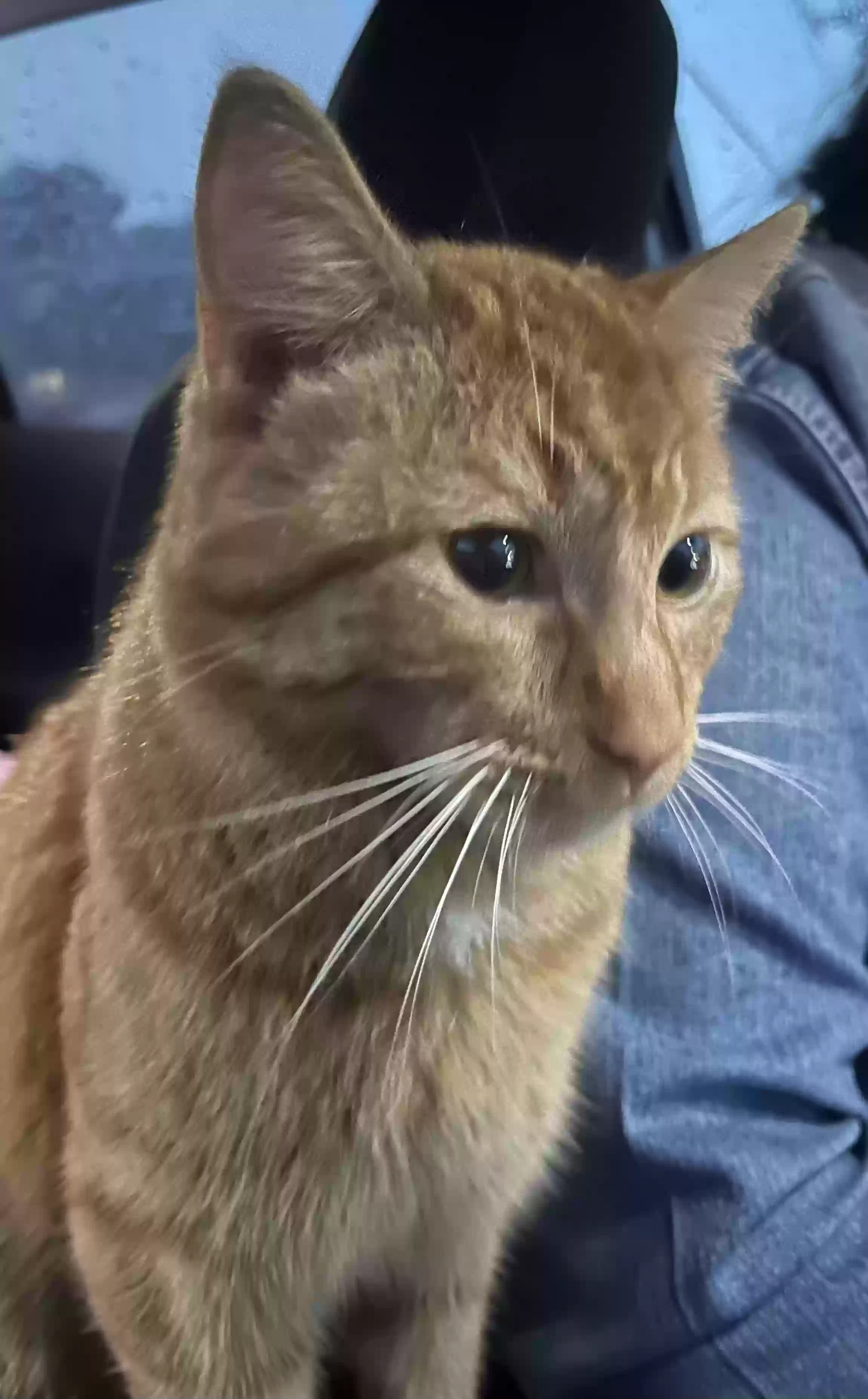 adoptable Cat in Bronx,NY named Unknown
