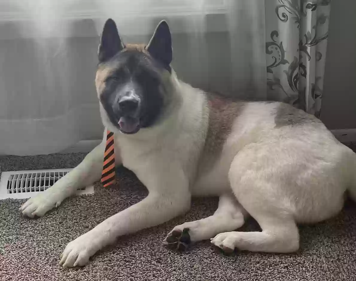 adoptable Dog in Tinley Park,IL named Nico