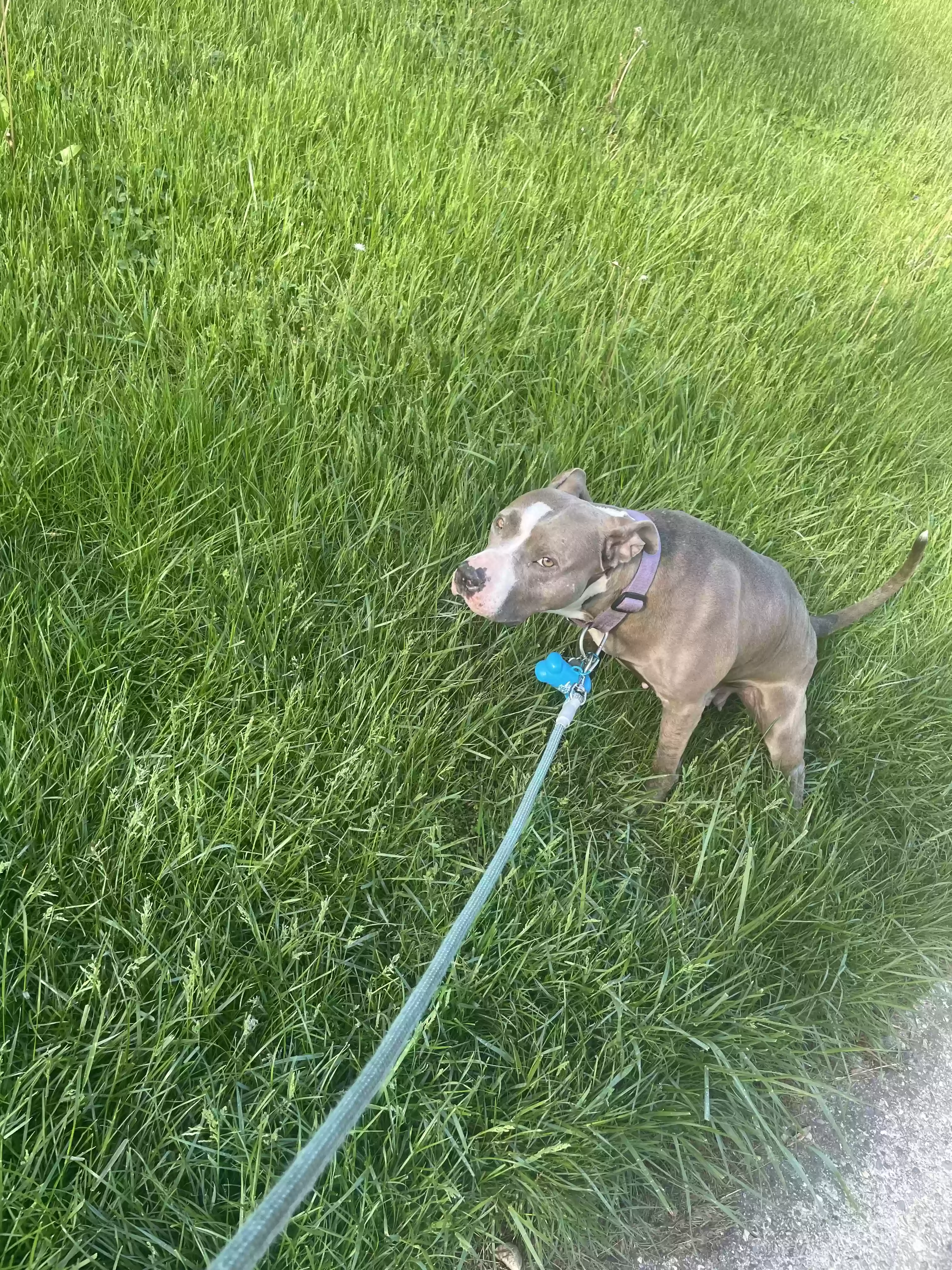 adoptable Dog in Cincinnati,OH named Cora