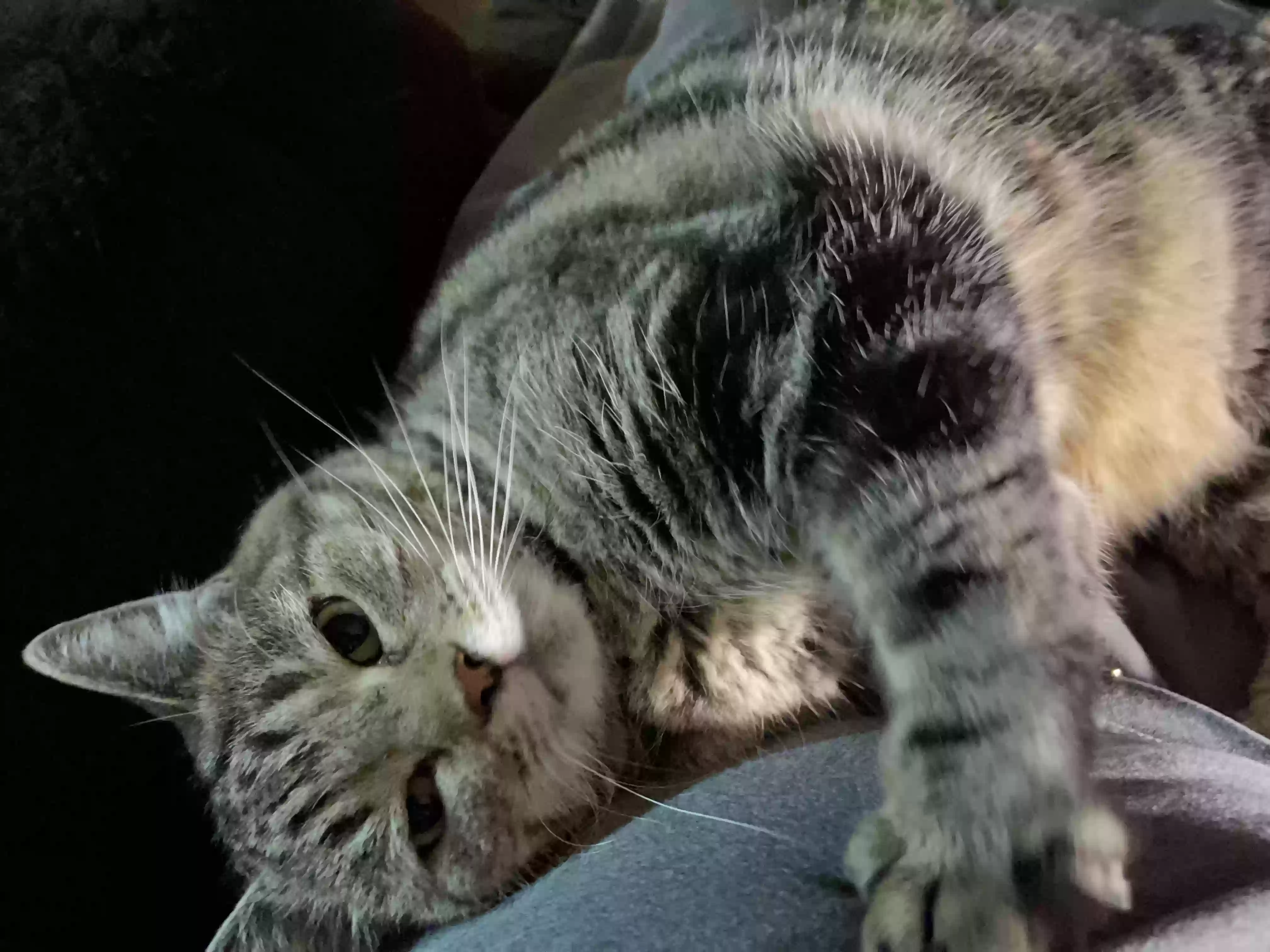adoptable Cat in Clarksburg,WV named Ziggy