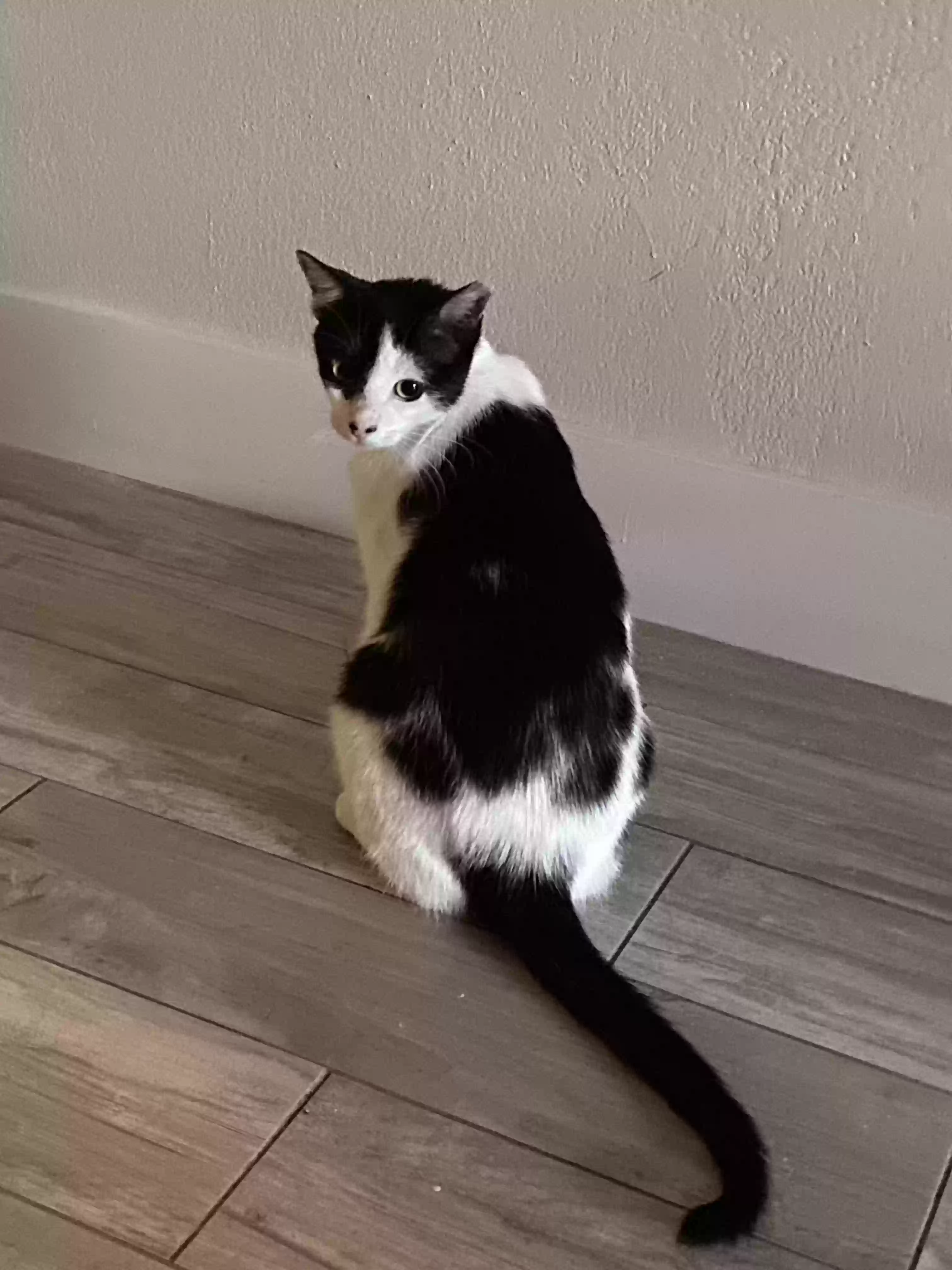 adoptable Cat in Fort Lauderdale,FL named