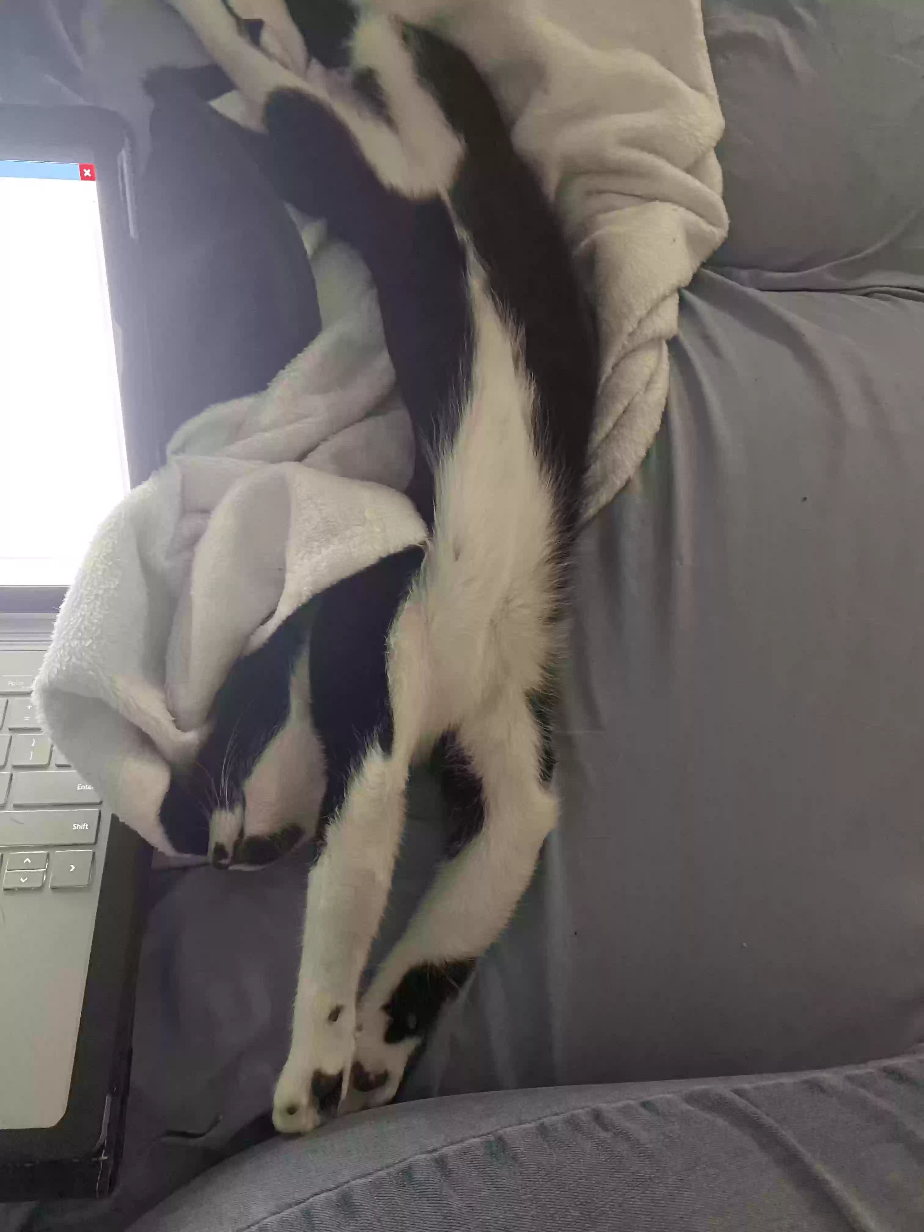 adoptable Cat in Kingwood,TX named Buttercup