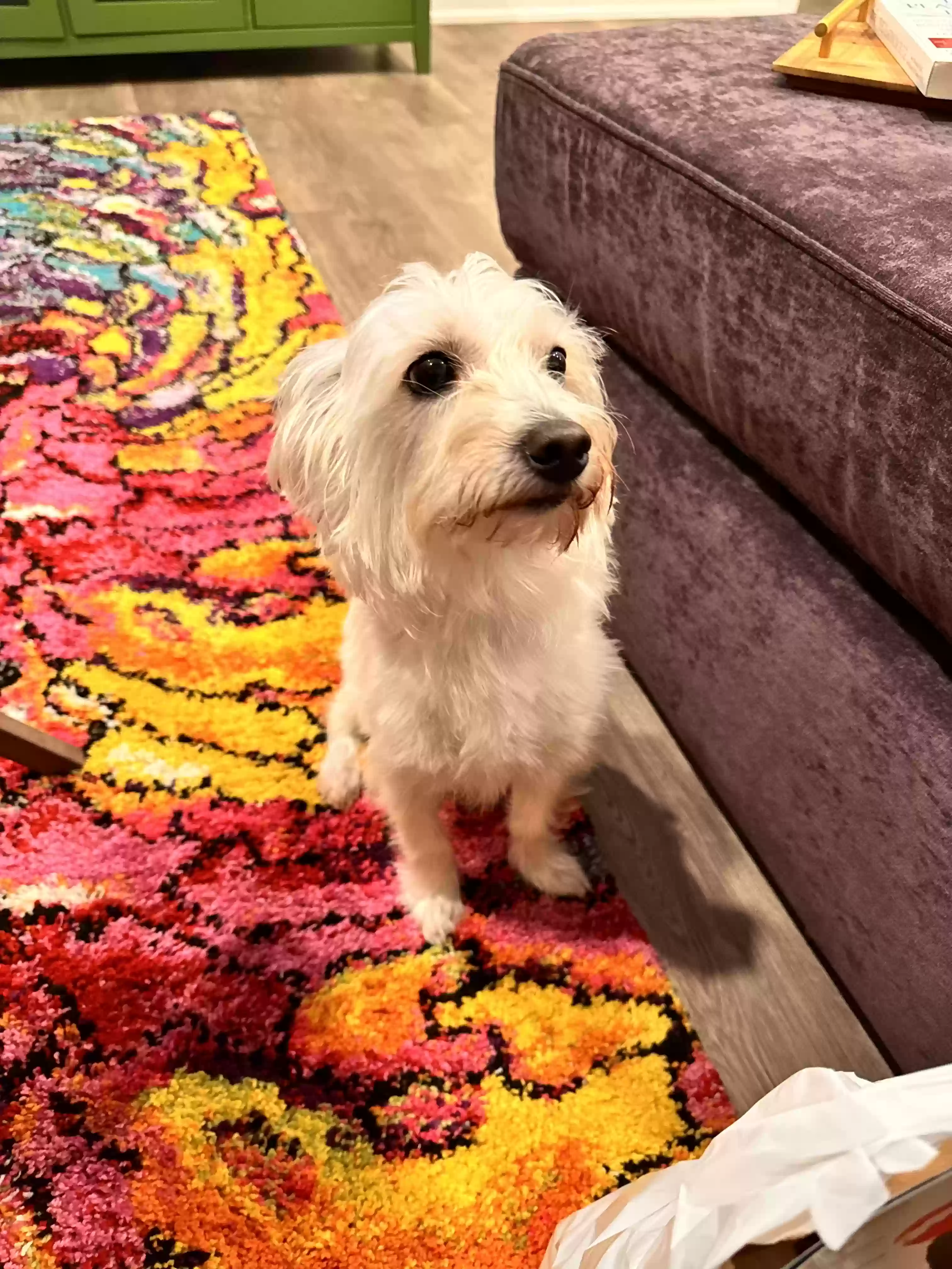 adoptable Dog in Mckinney,TX named Mister Boosie Badazz