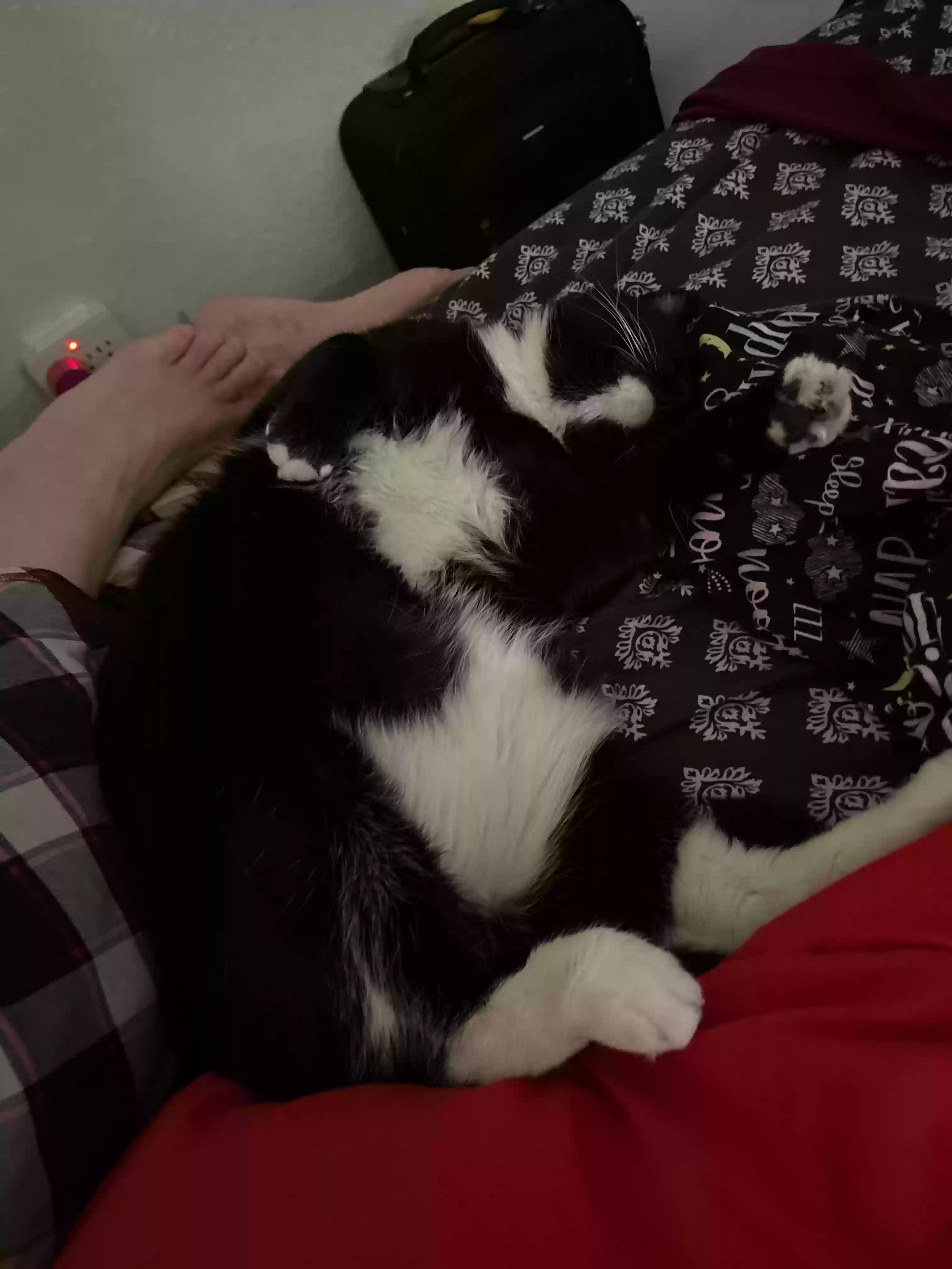 adoptable Cat in Peoria,AZ named Jasper