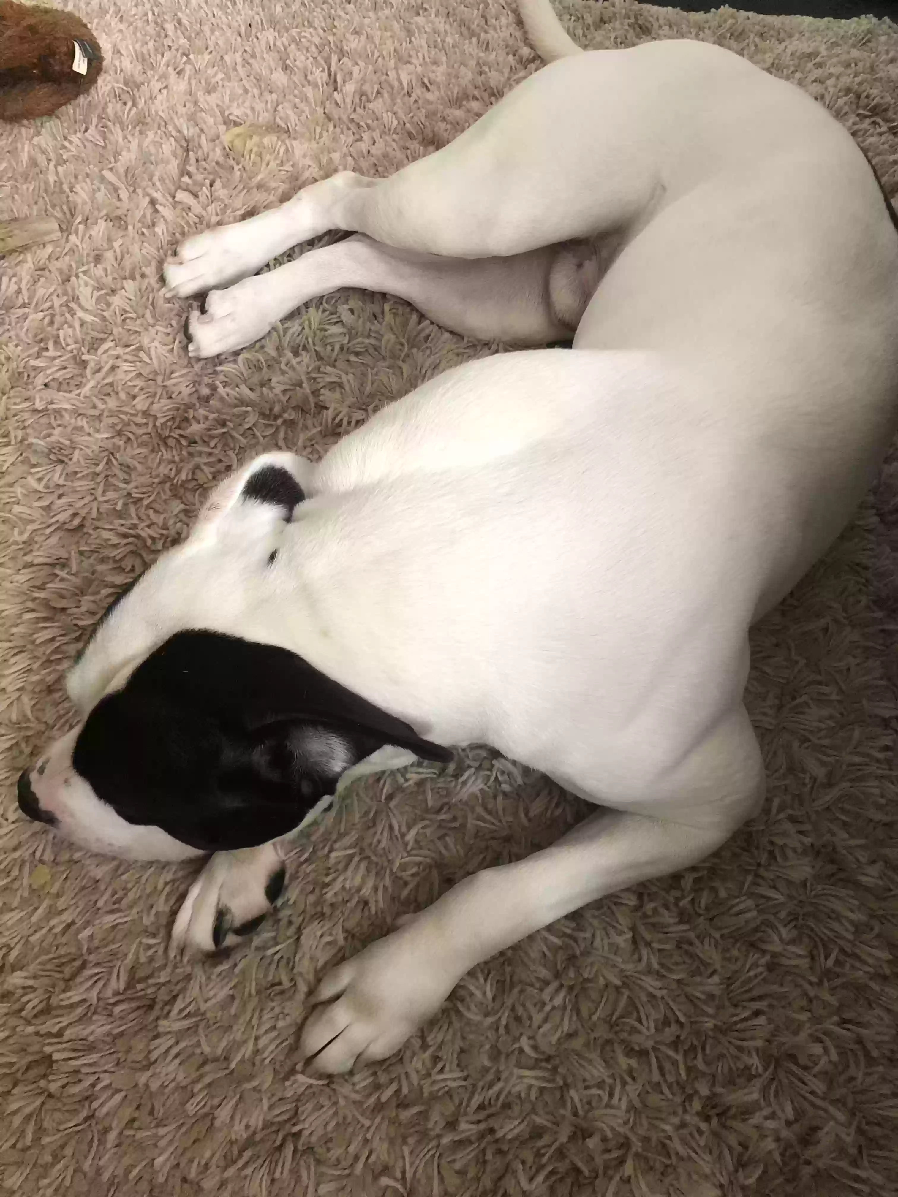 adoptable Dog in Raleigh,NC named Pressure