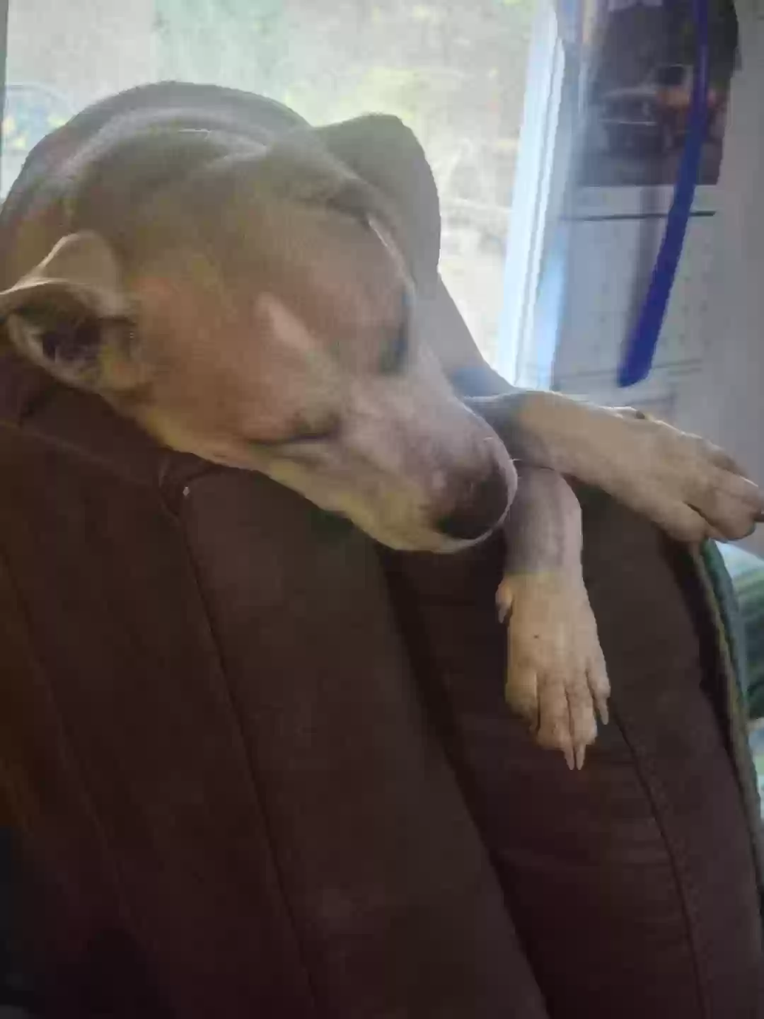 adoptable Dog in Poplar Bluff,MO named 