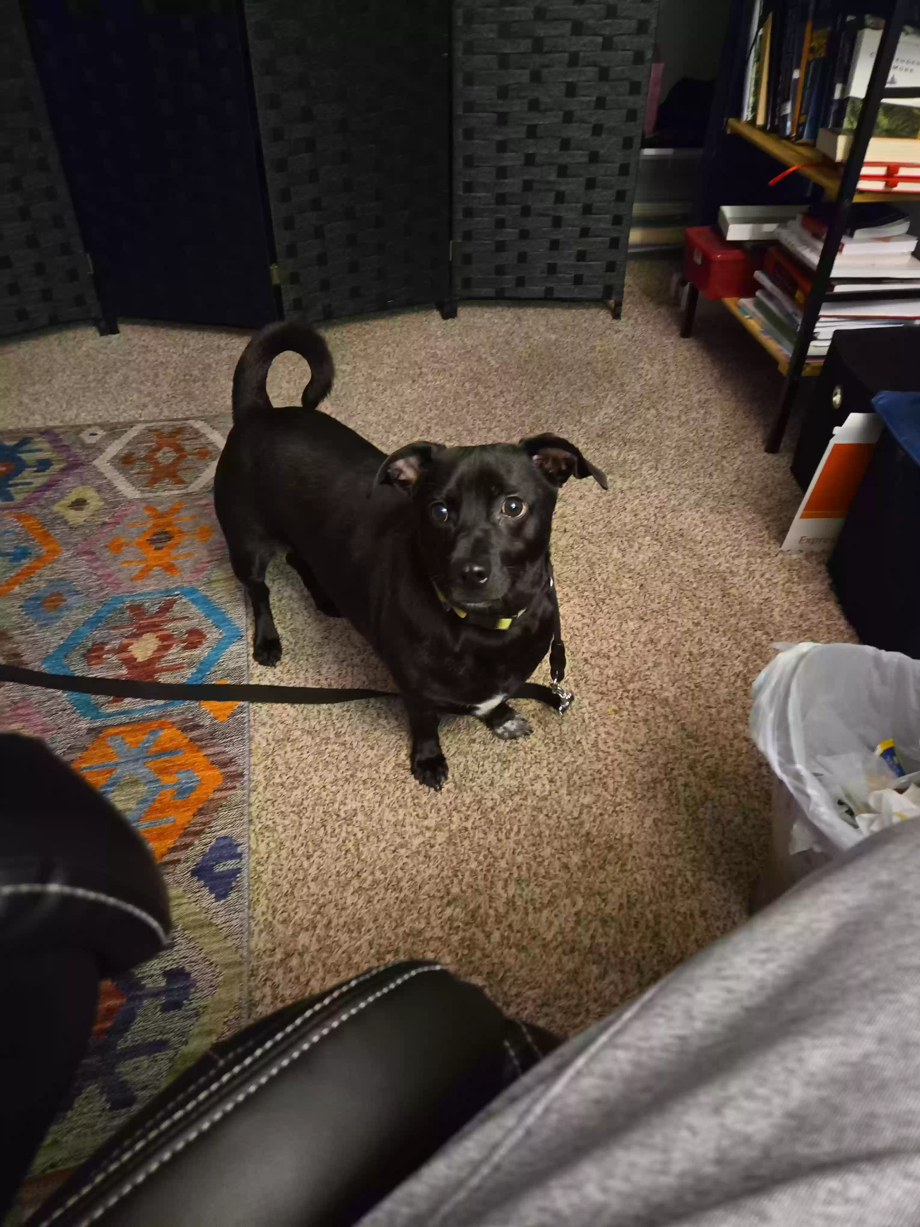 adoptable Dog in Kalamazoo,MI named Niko
