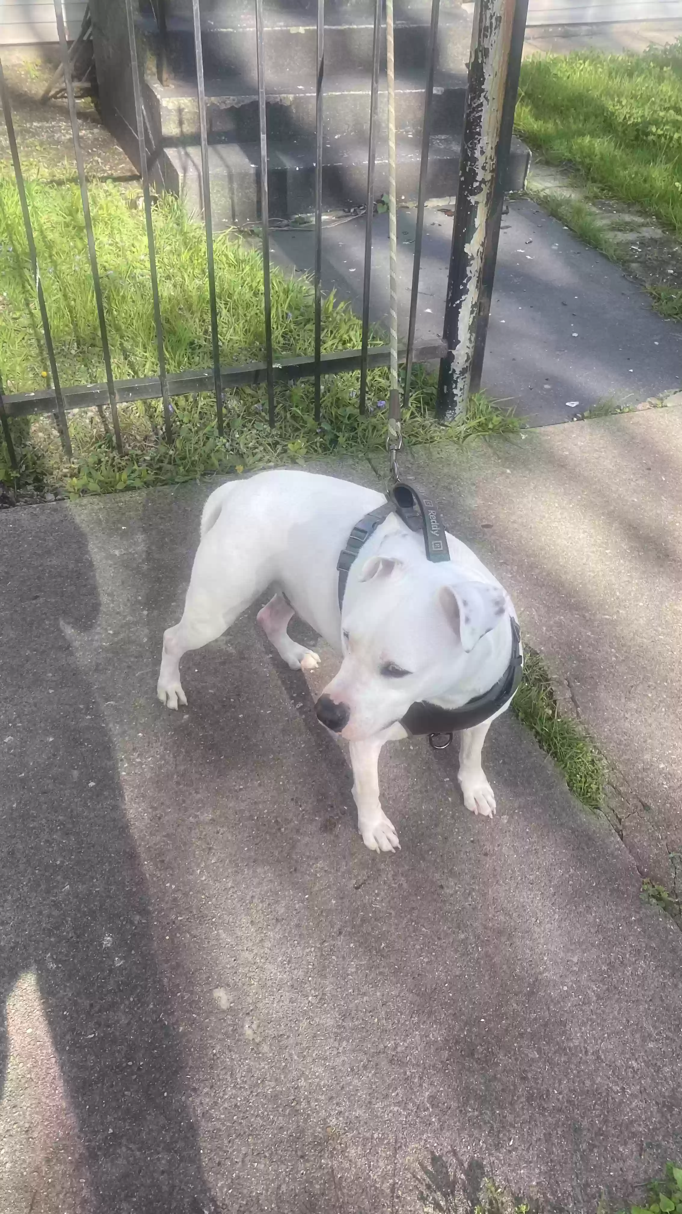 adoptable Dog in Chicago,IL named Zuse