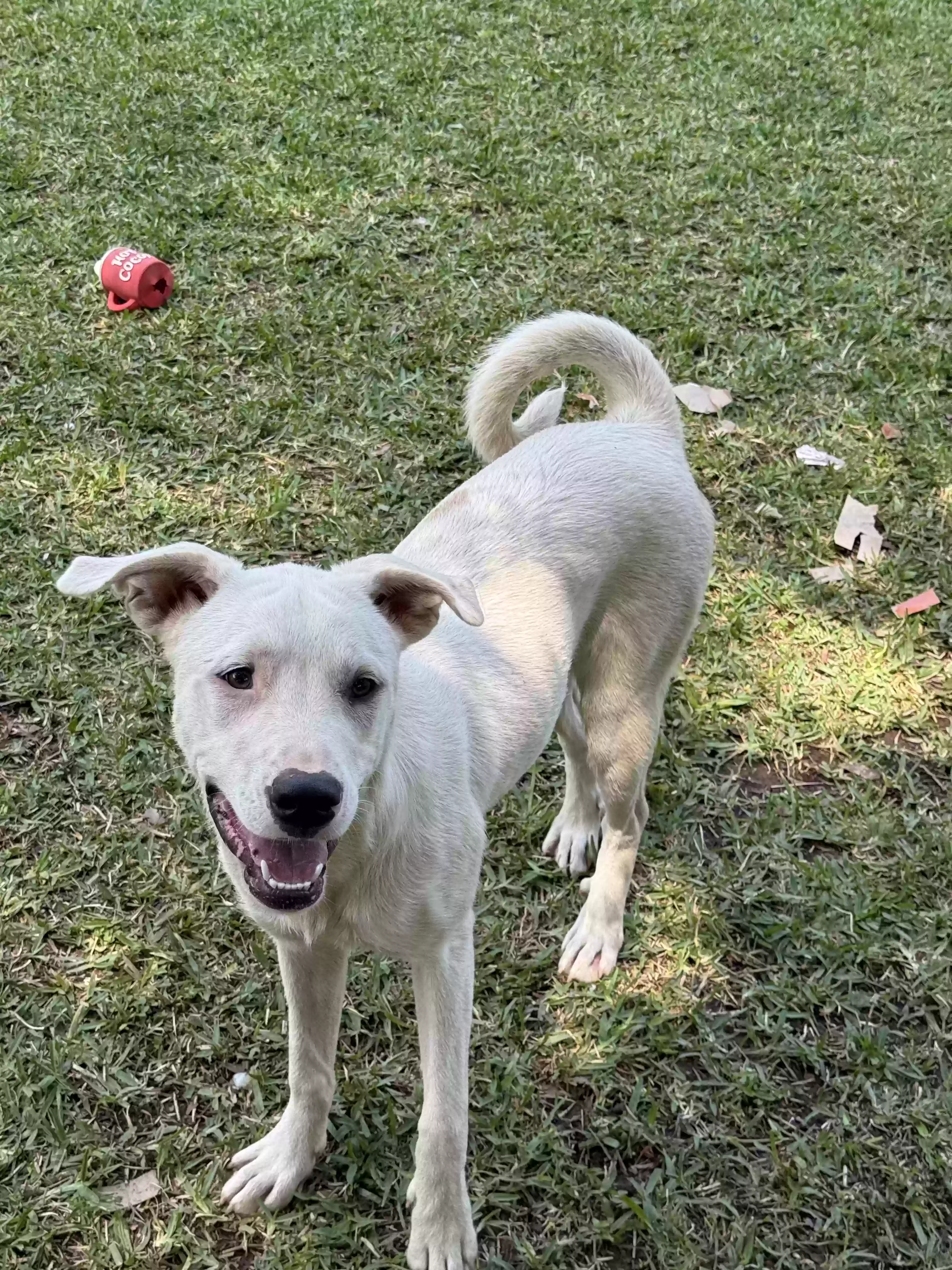 adoptable Dog in Jonesboro,GA named Luna