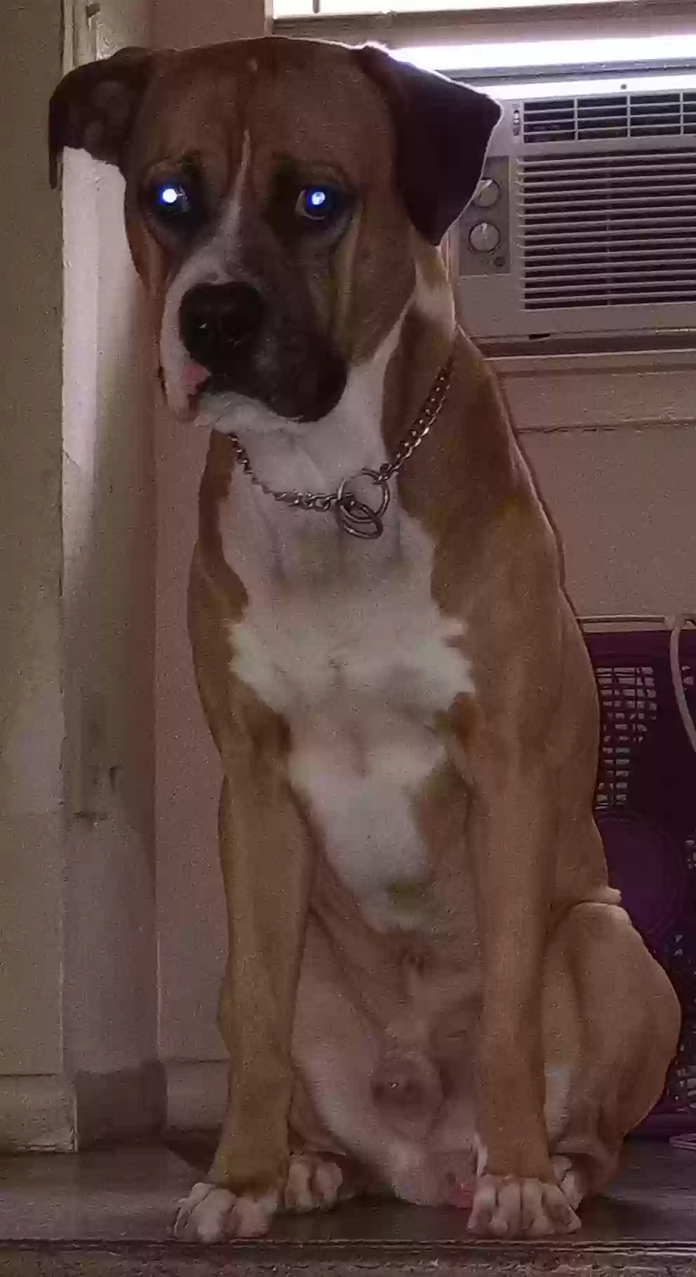 adoptable Dog in Houston,TX named