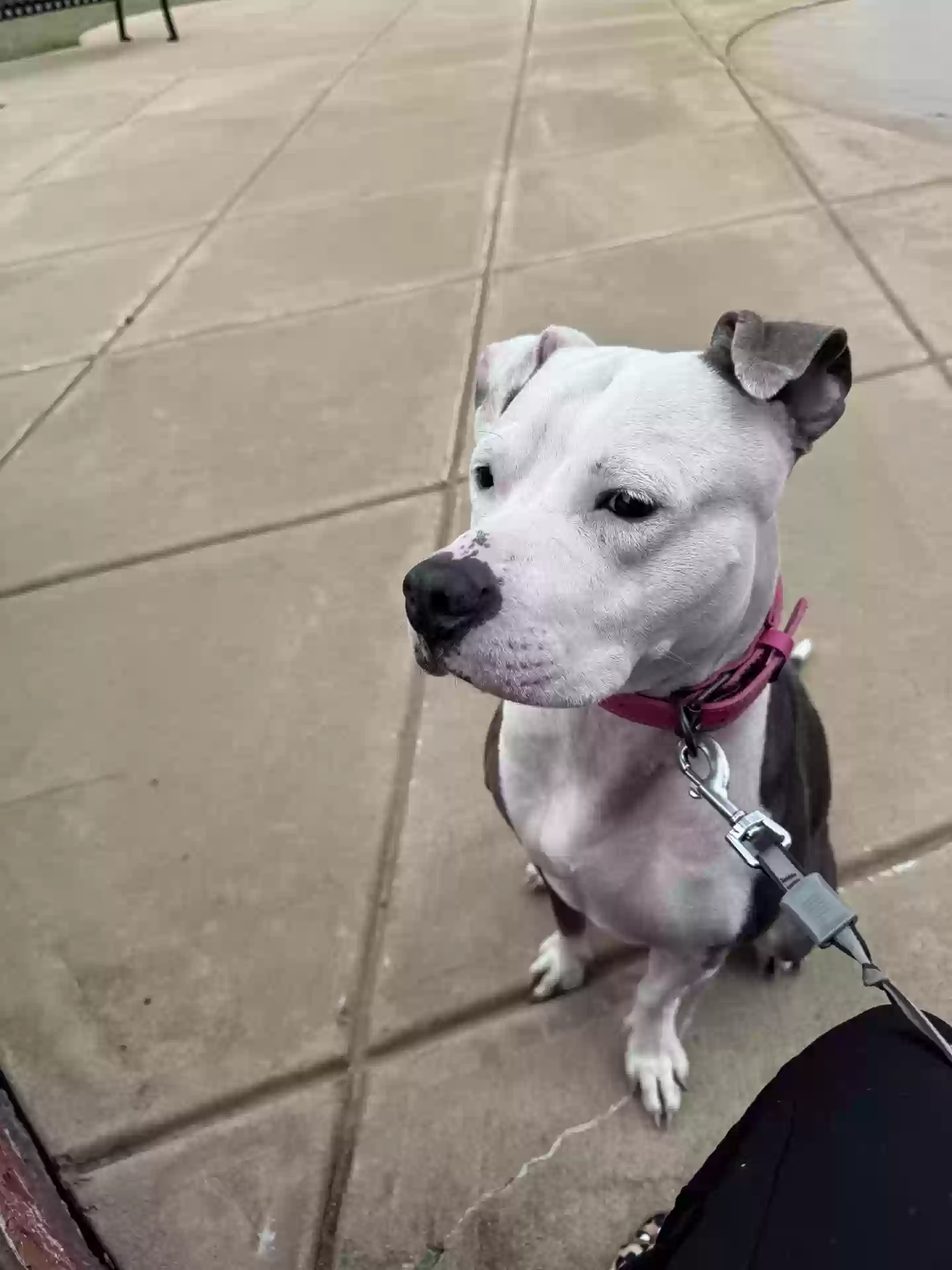 adoptable Dog in Powder Springs,GA named Lola