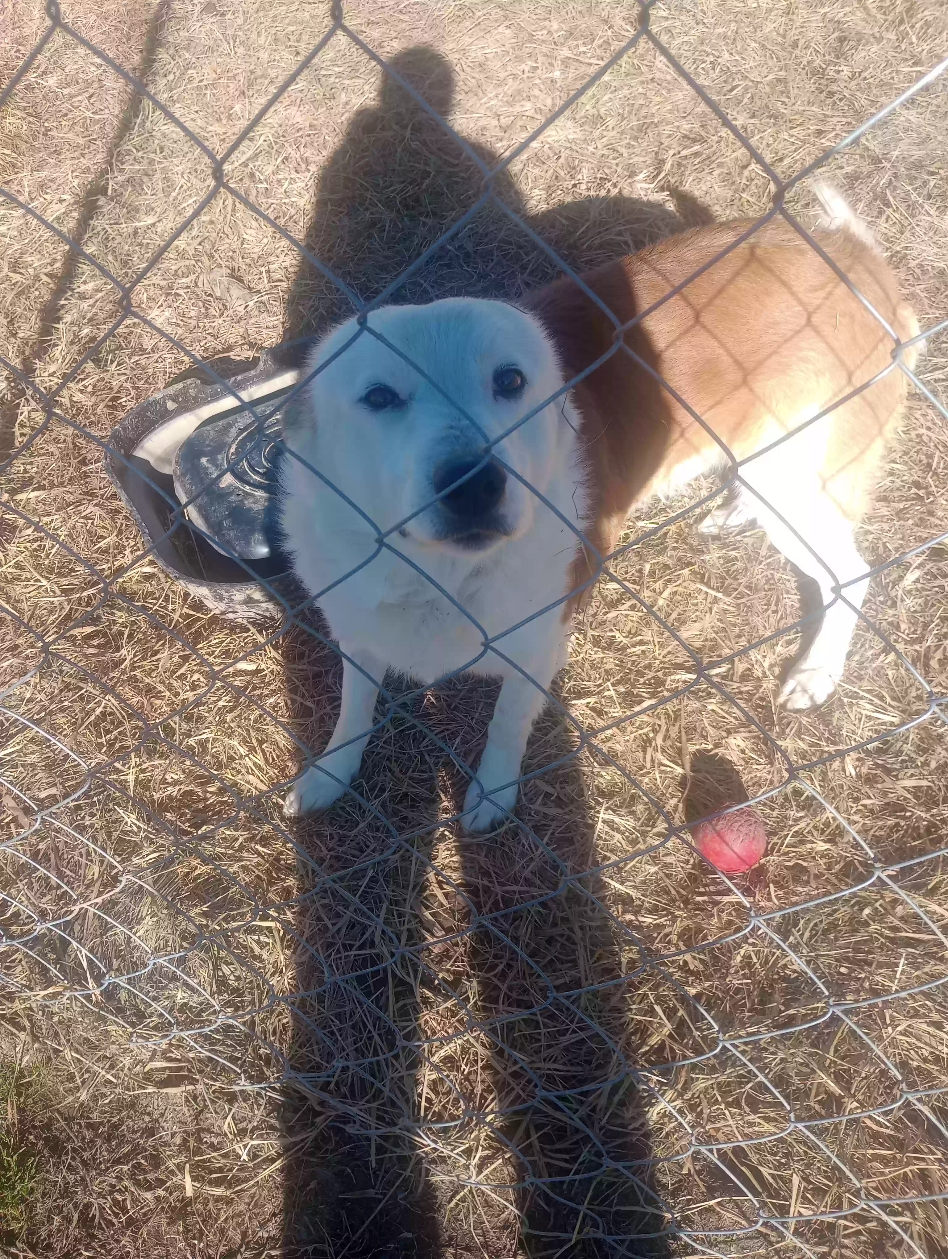 adoptable Dog in Beebe,AR named Brooks