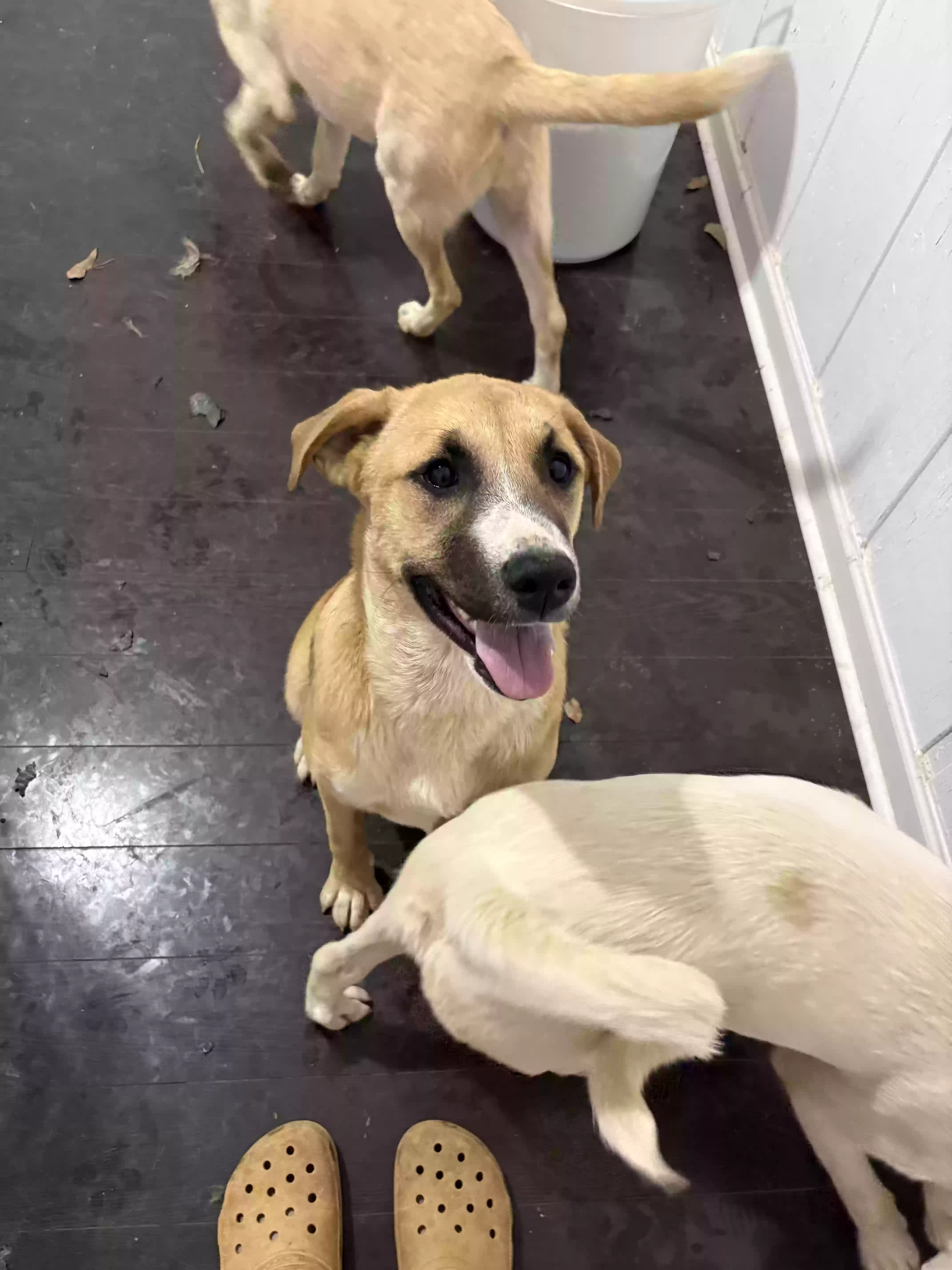 adoptable Dog in Jonesboro,GA named Cookie