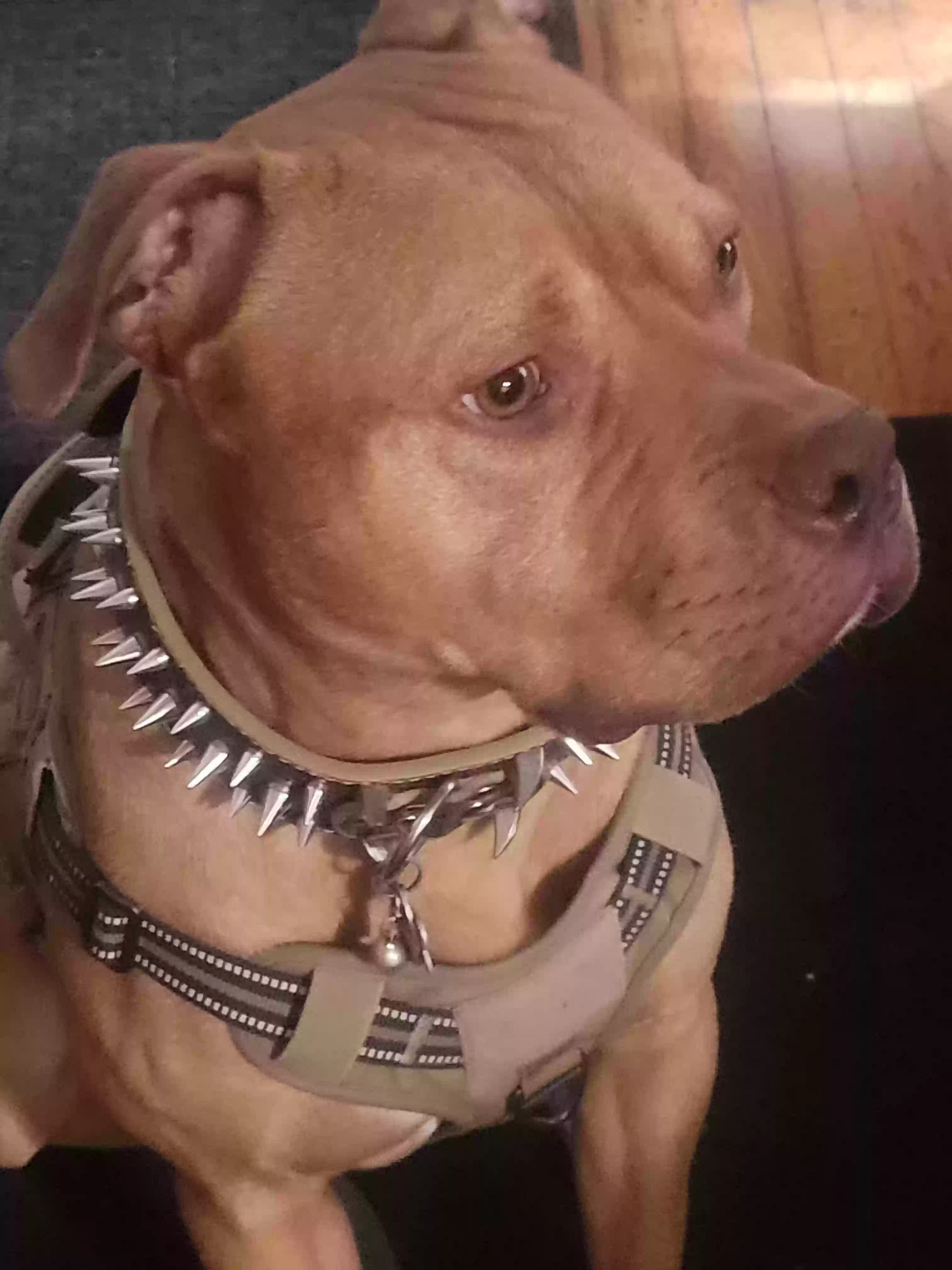 adoptable Dog in Holyoke,MA named Drew
