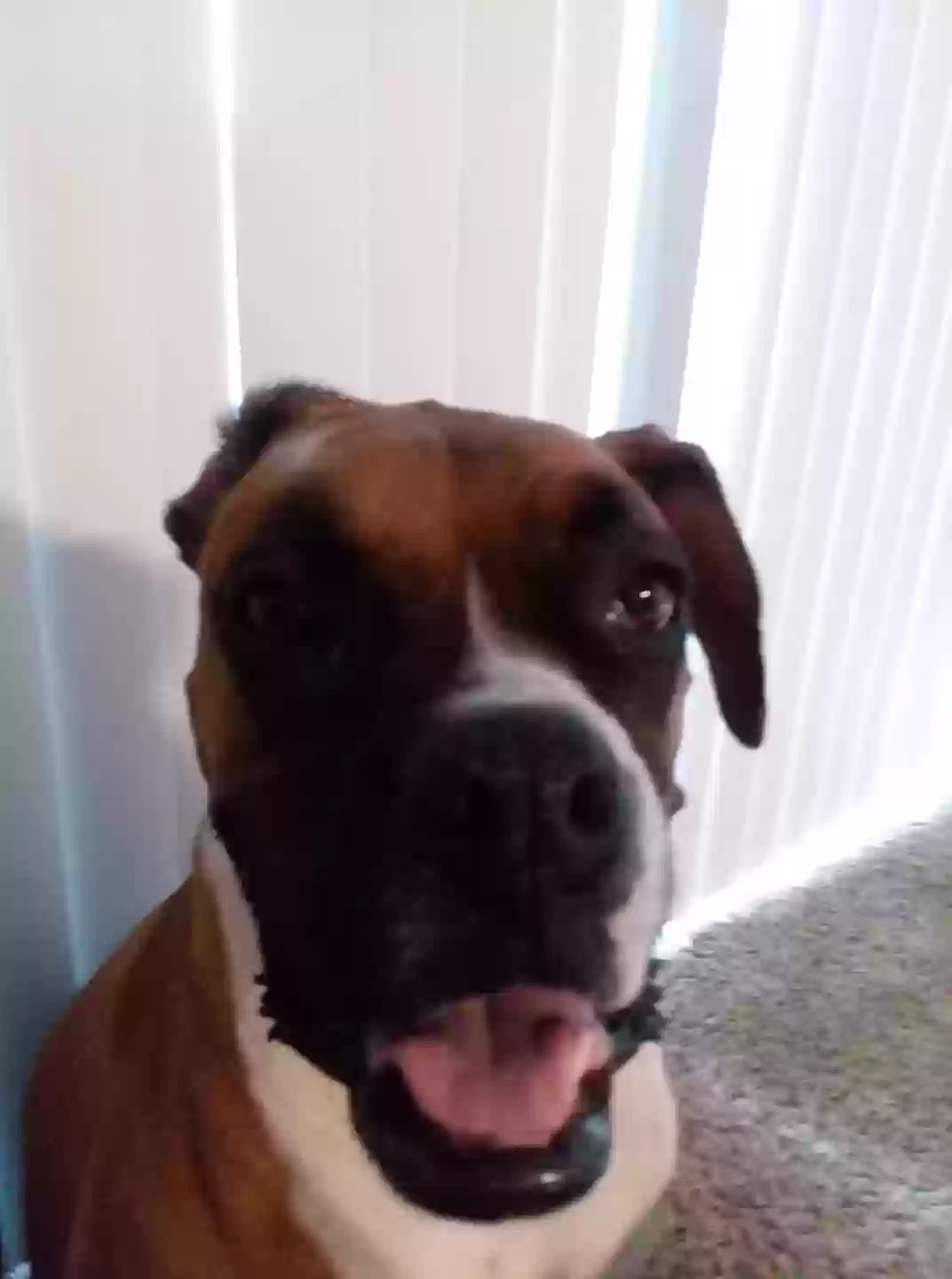 adoptable Dog in Houston,TX named Hambone