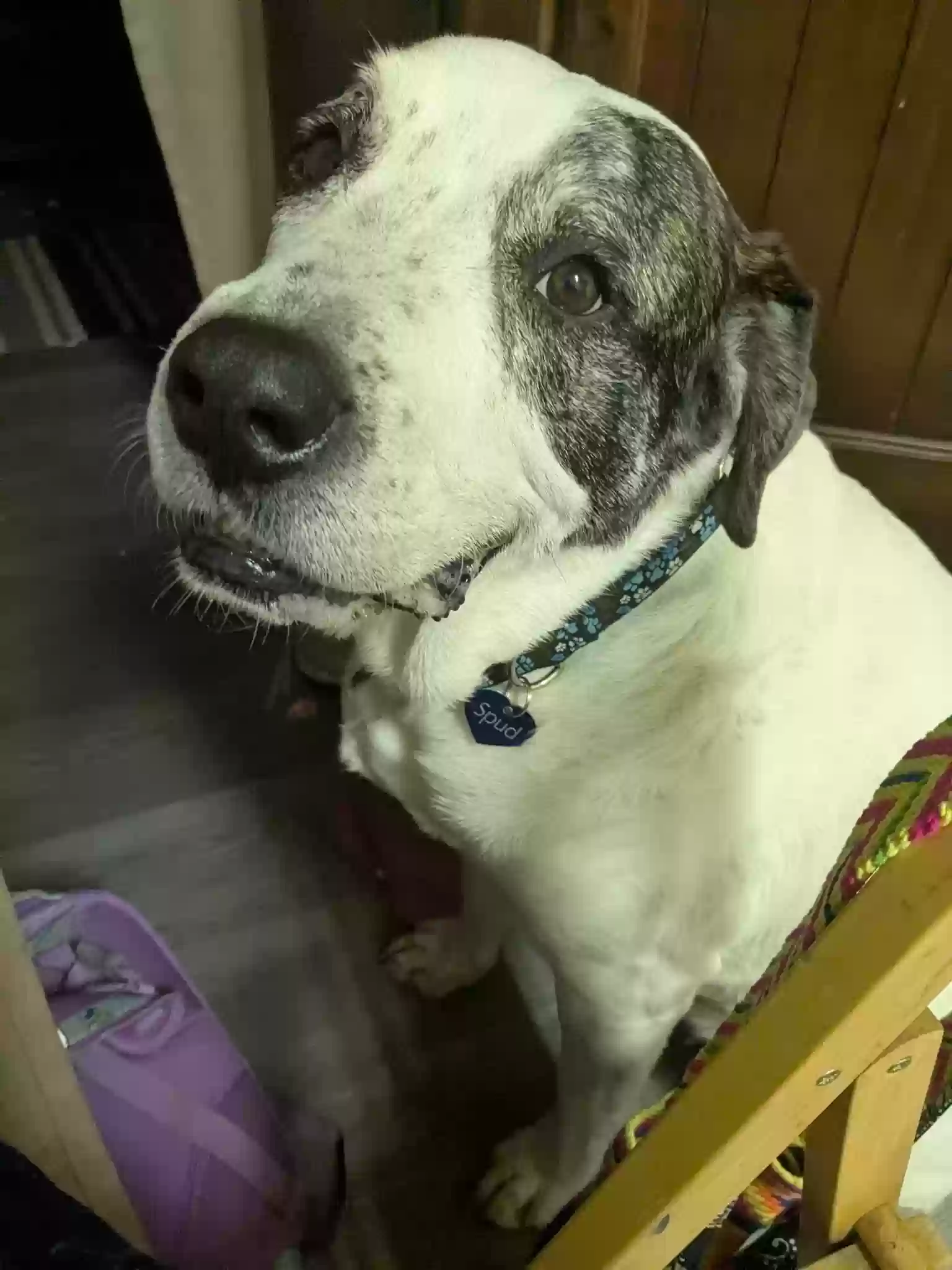 adoptable Dog in Mayer,AZ named Spud