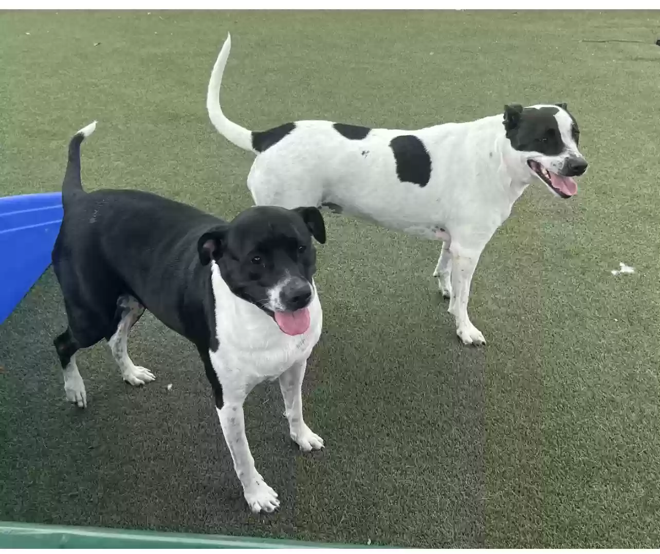 adoptable Dog in Walnut Creek,CA named Sugar and Plum / Sisters