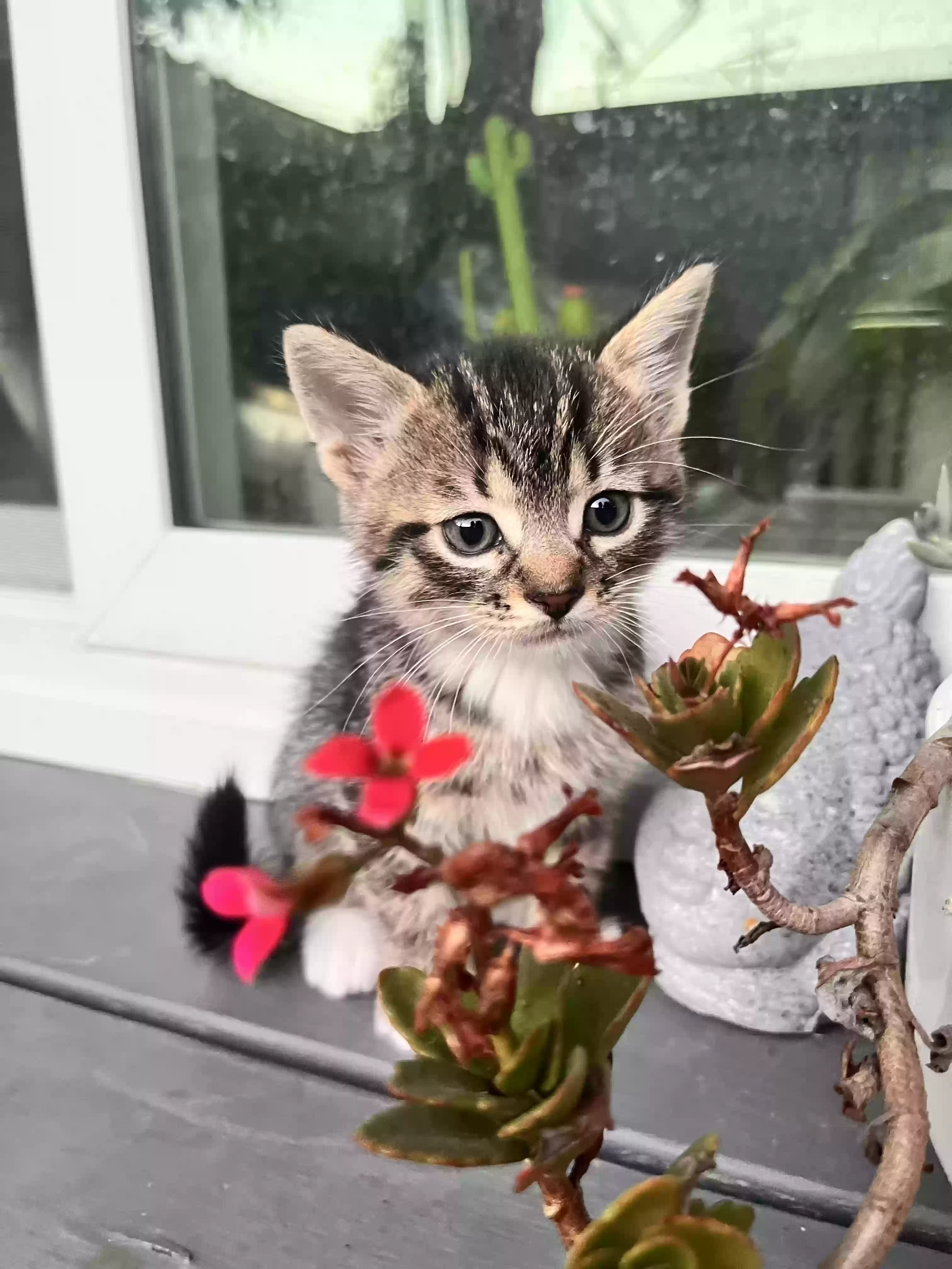 adoptable Cat in Tustin,CA named No name