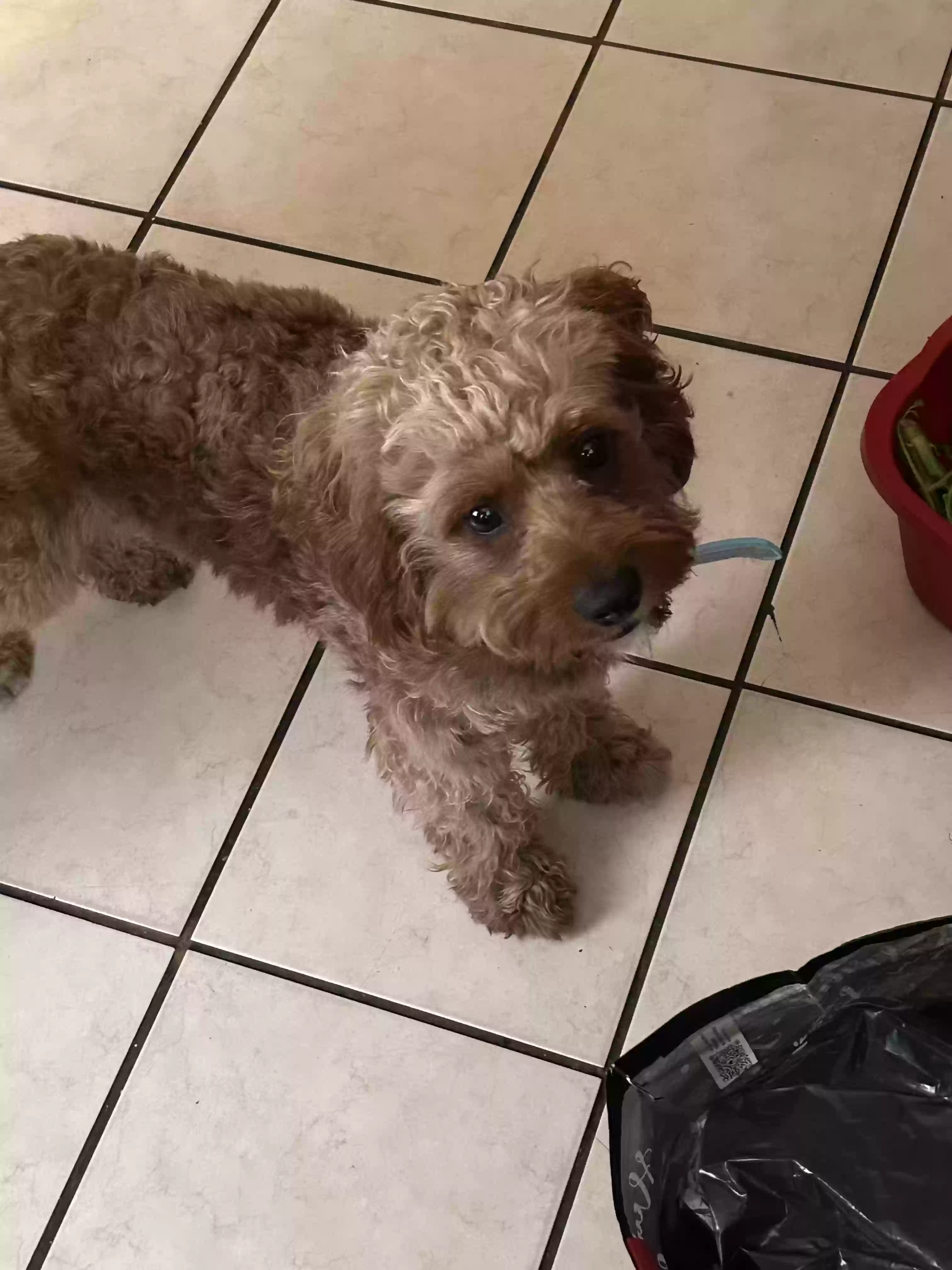 adoptable Dog in Upper Darby,PA named Tio
