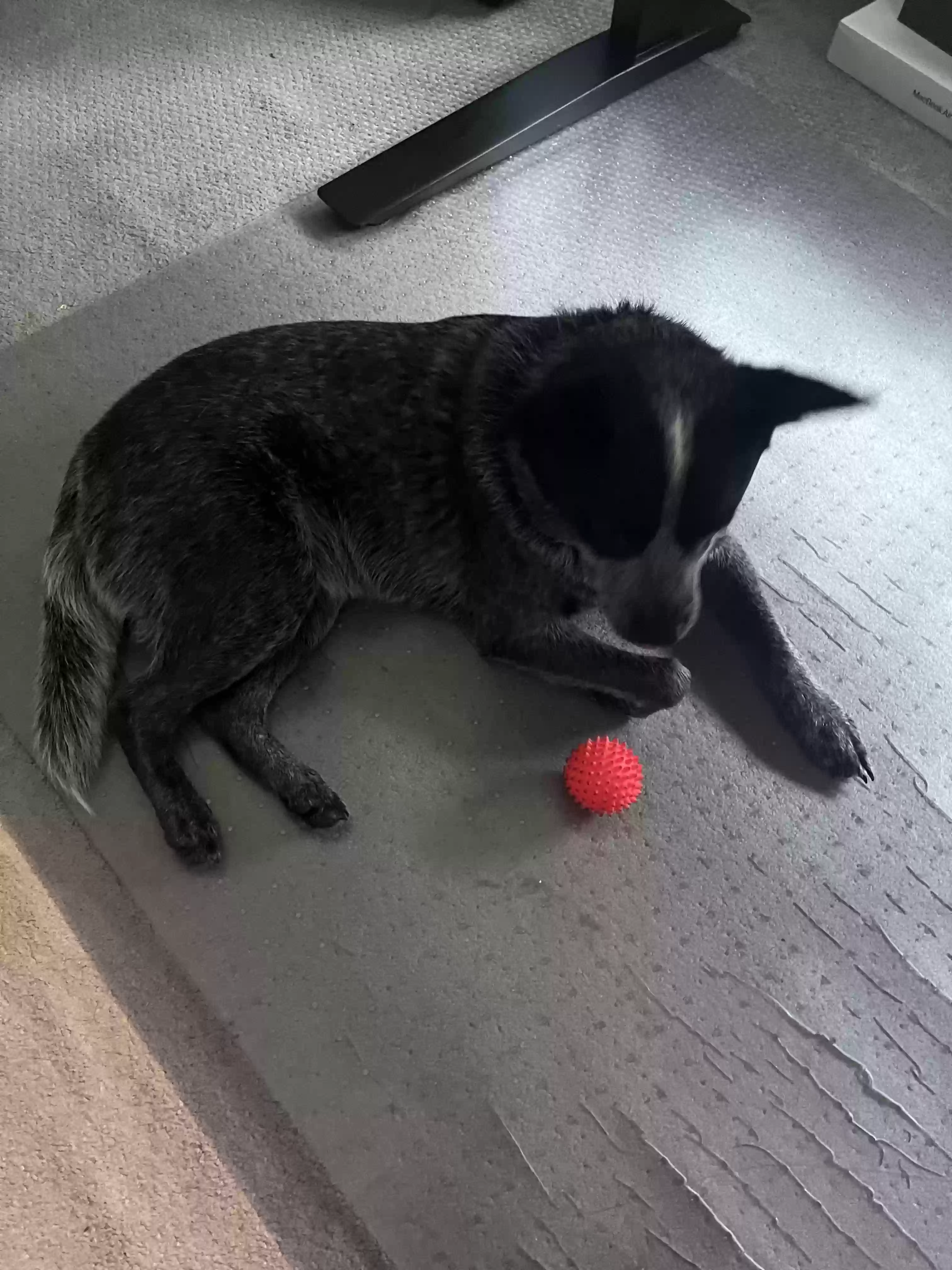 adoptable Dog in Durham,NC named Siri