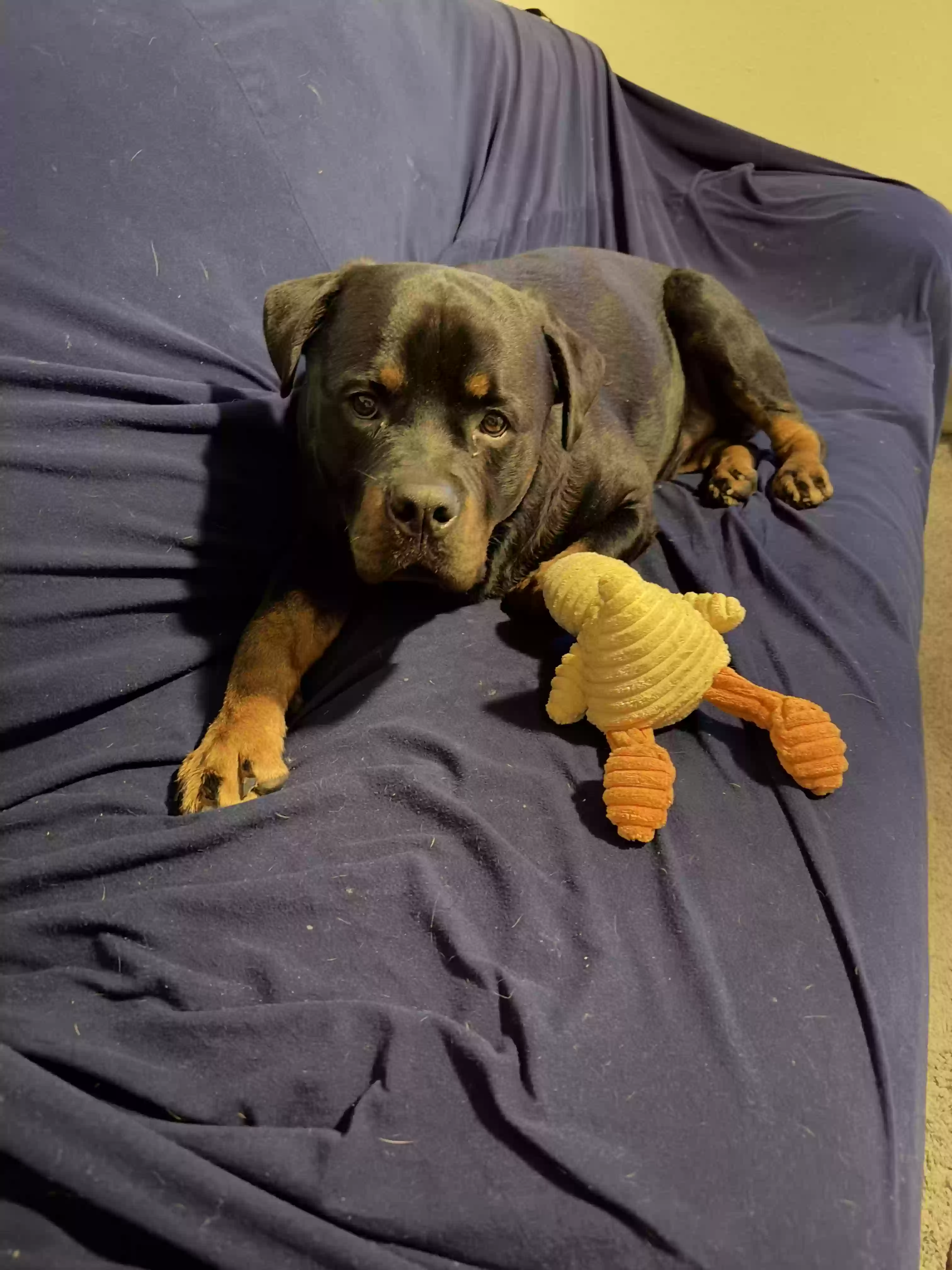 adoptable Dog in Des Moines,IA named Lilo