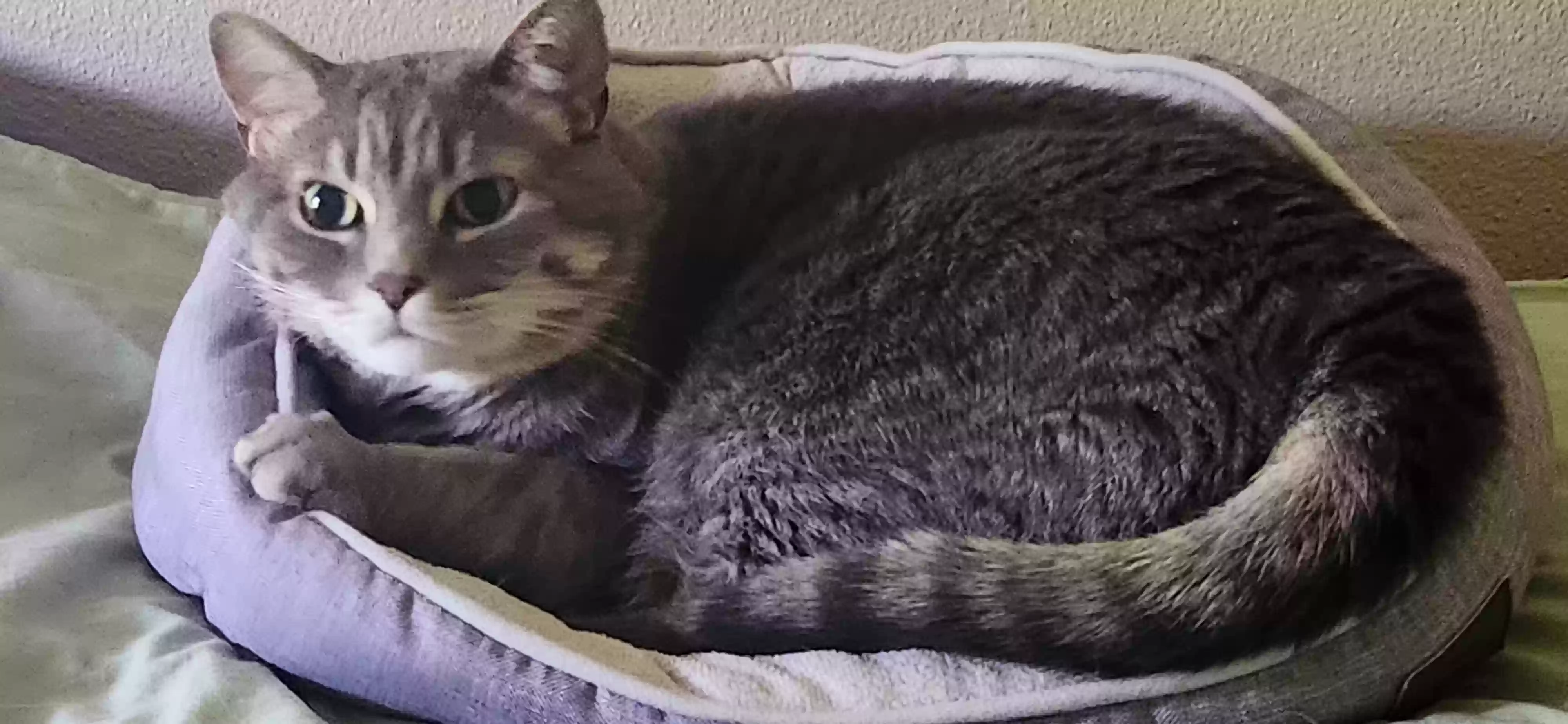 adoptable Cat in Saint Paul,MN named Gordy