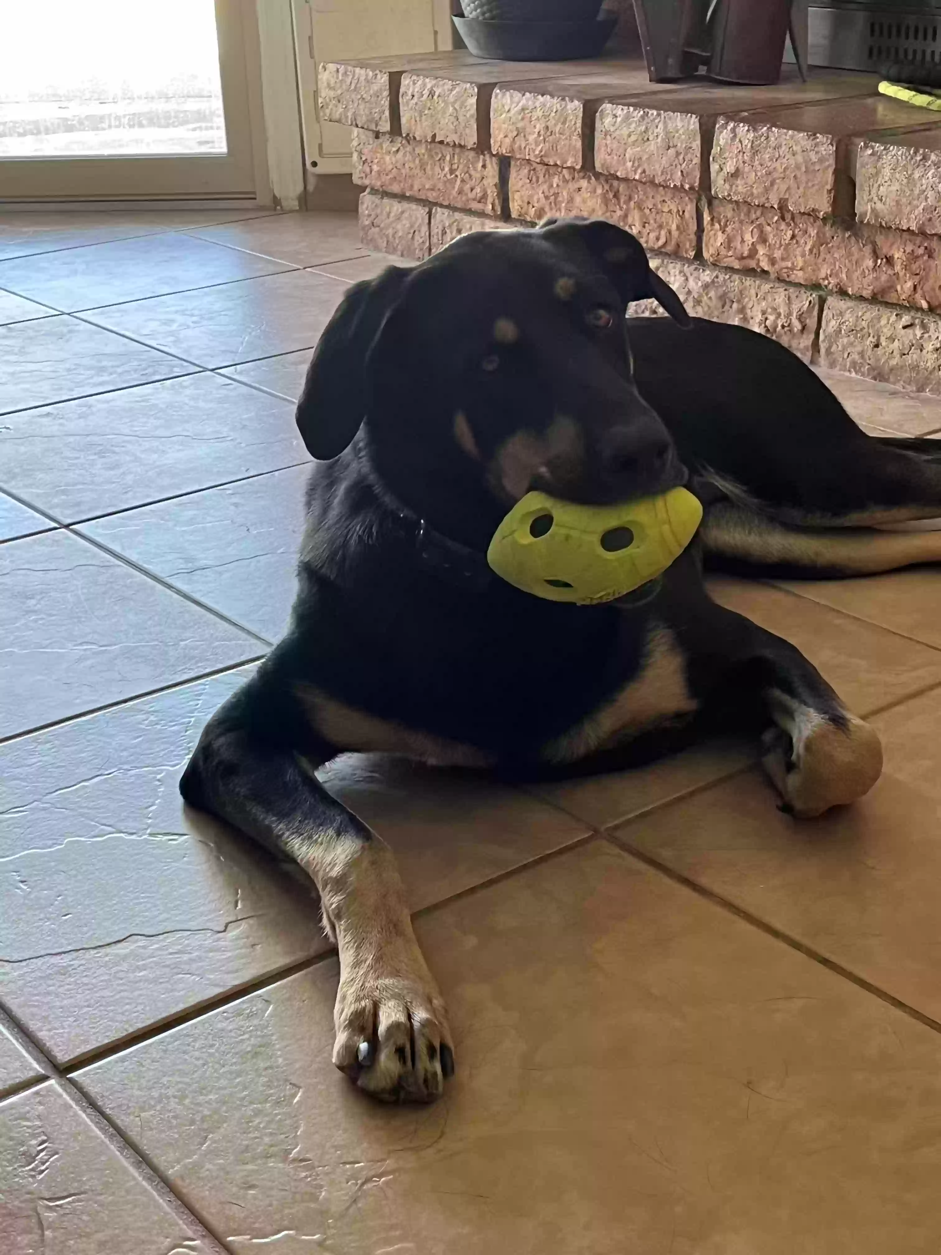 adoptable Dog in Phoenix,AZ named Daisy