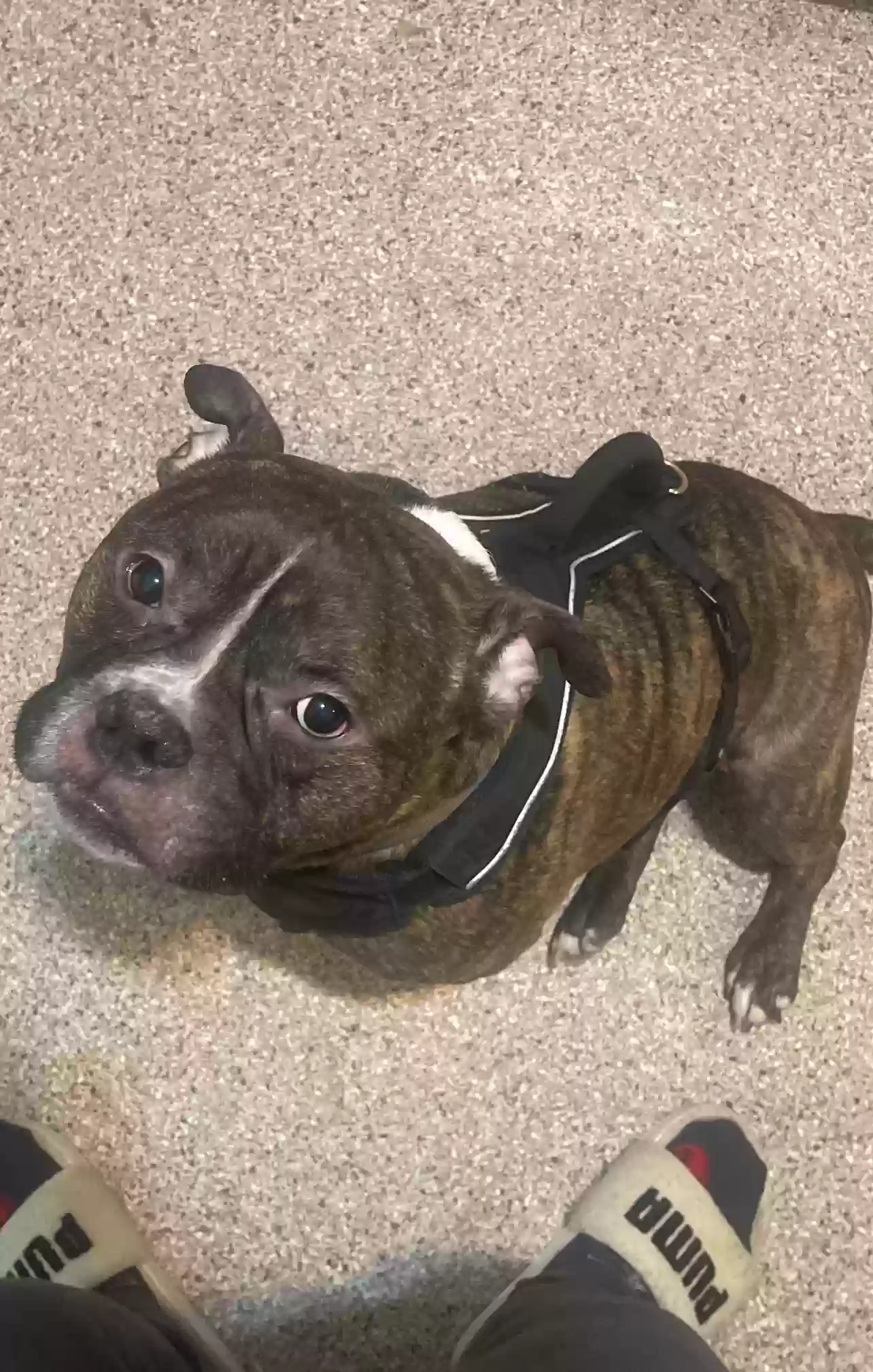 adoptable Dog in Buffalo,NY named Scrappy