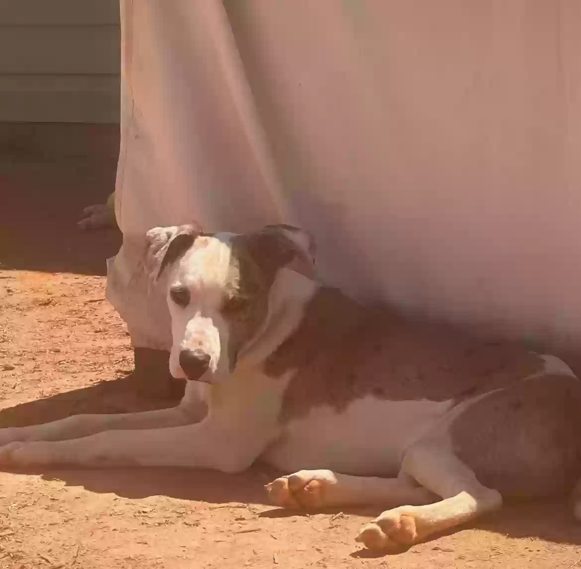 adoptable Dog in Boiling Springs,SC named Cowboy