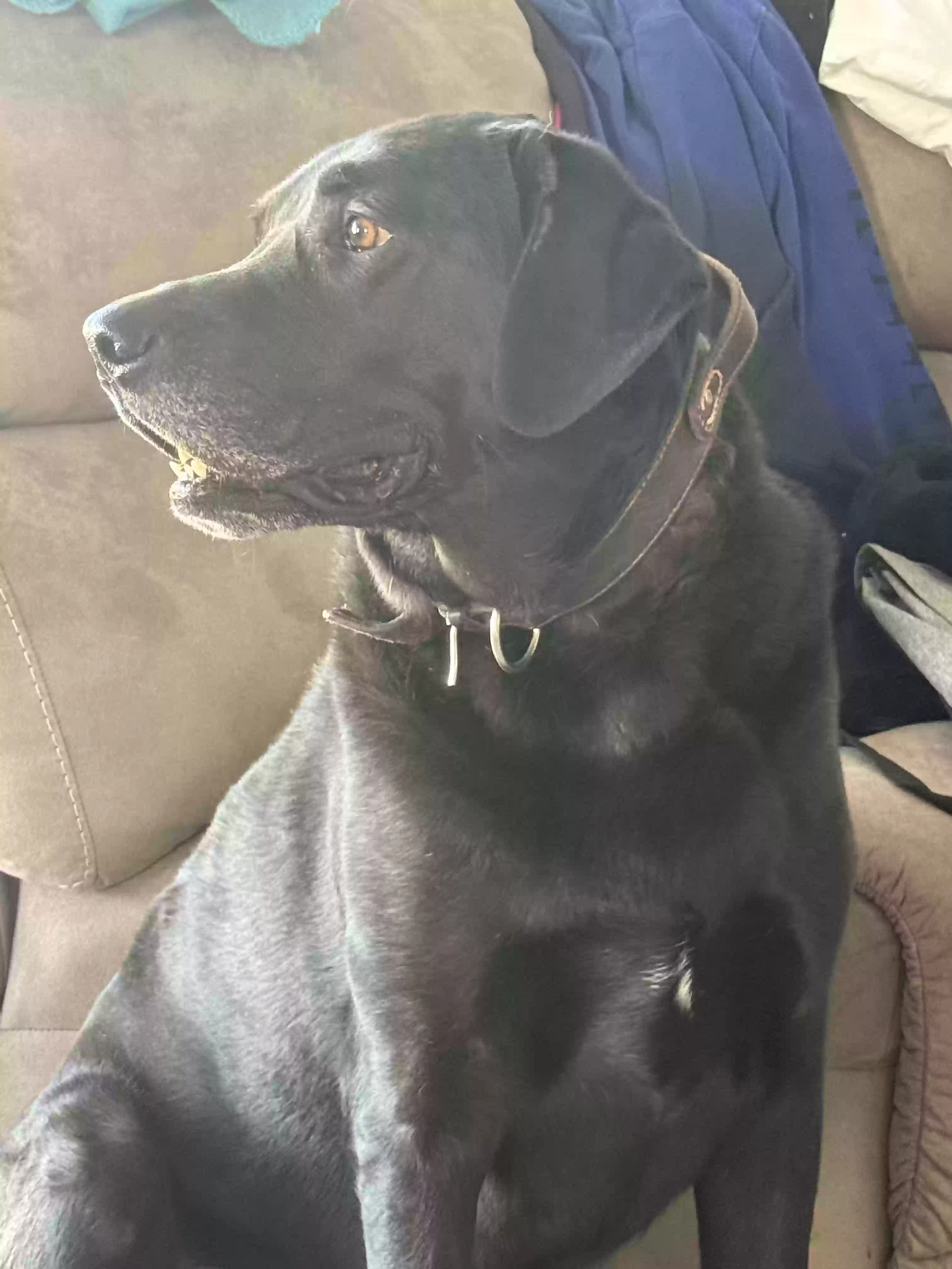 adoptable Dog in Gardner,KS named Smokey