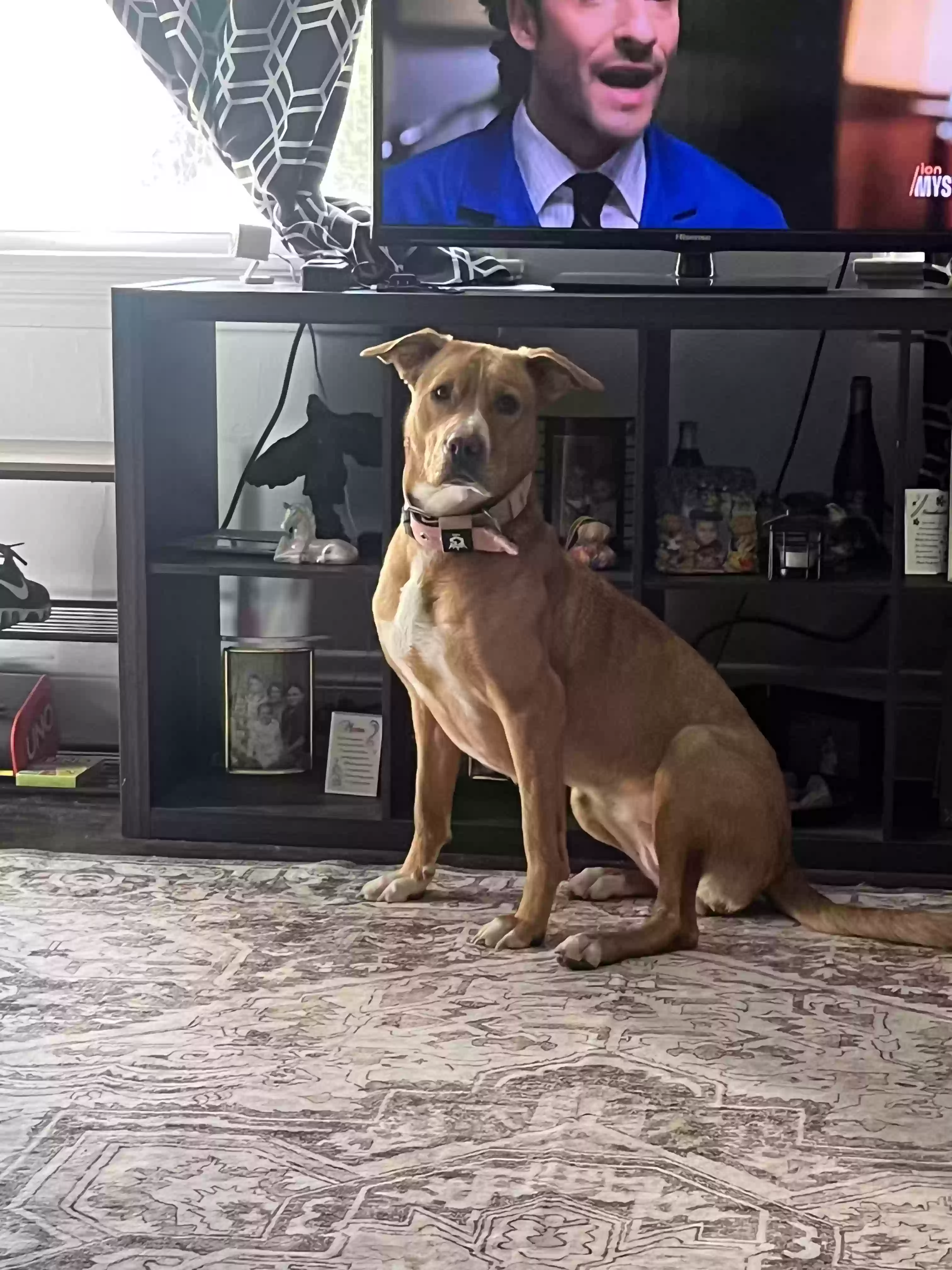 adoptable Dog in Cincinnati,OH named Lily