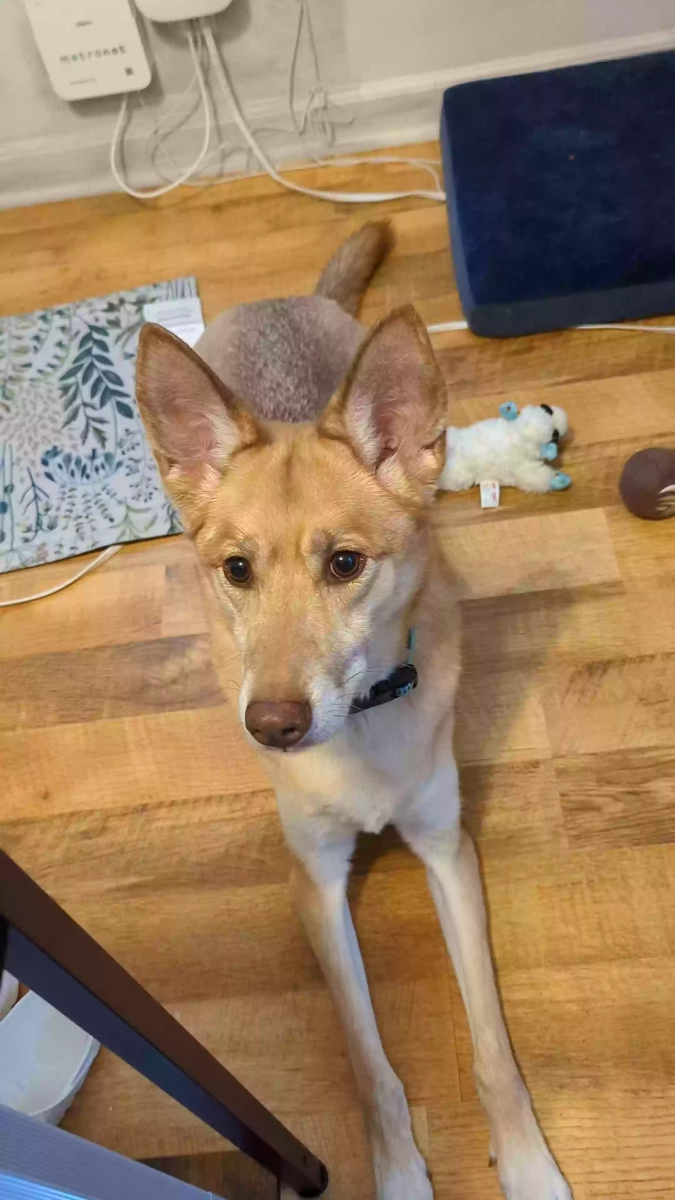 adoptable Dog in Hickory,NC named Kara
