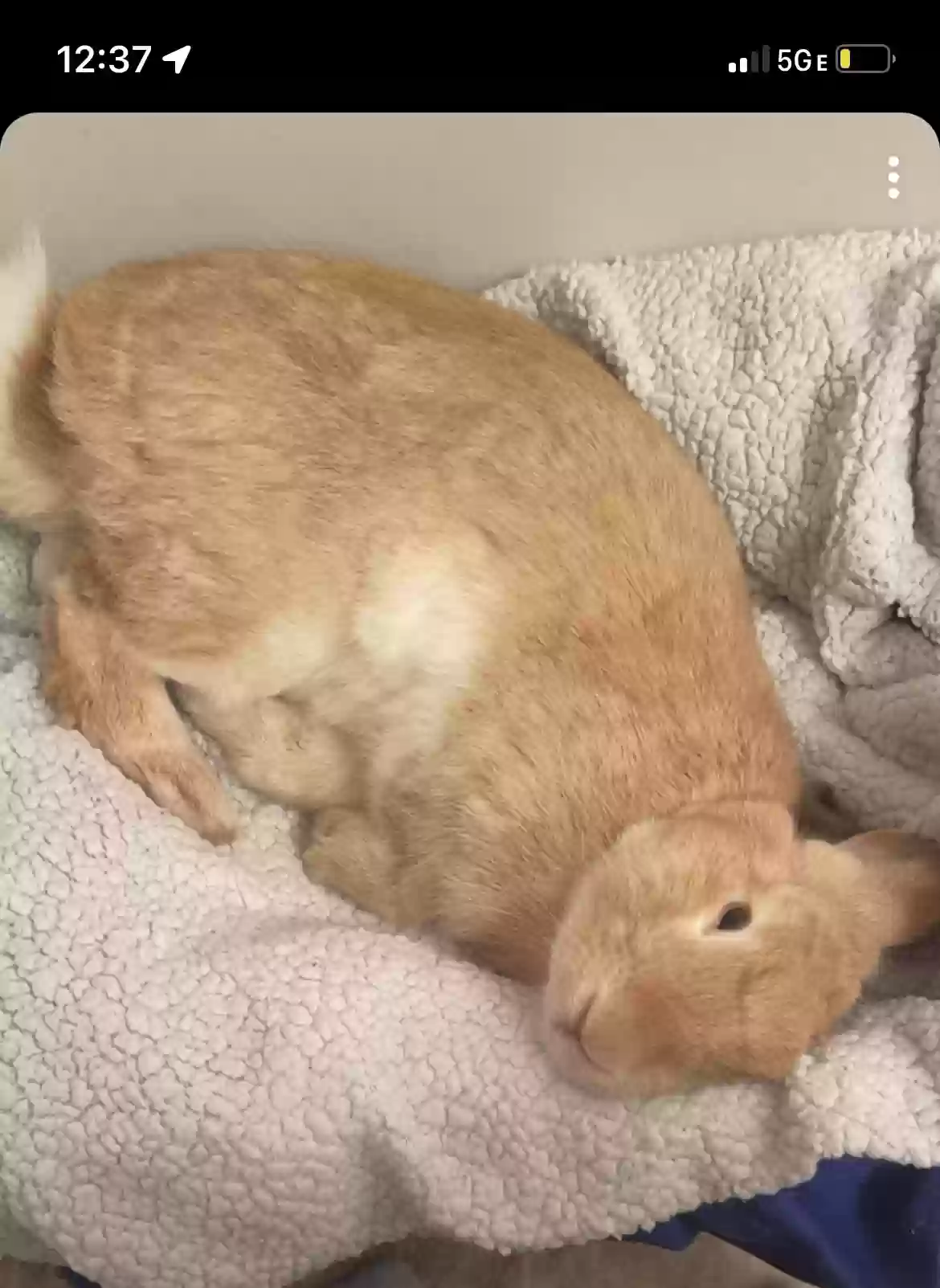 adoptable in Coats,NC named Bunn