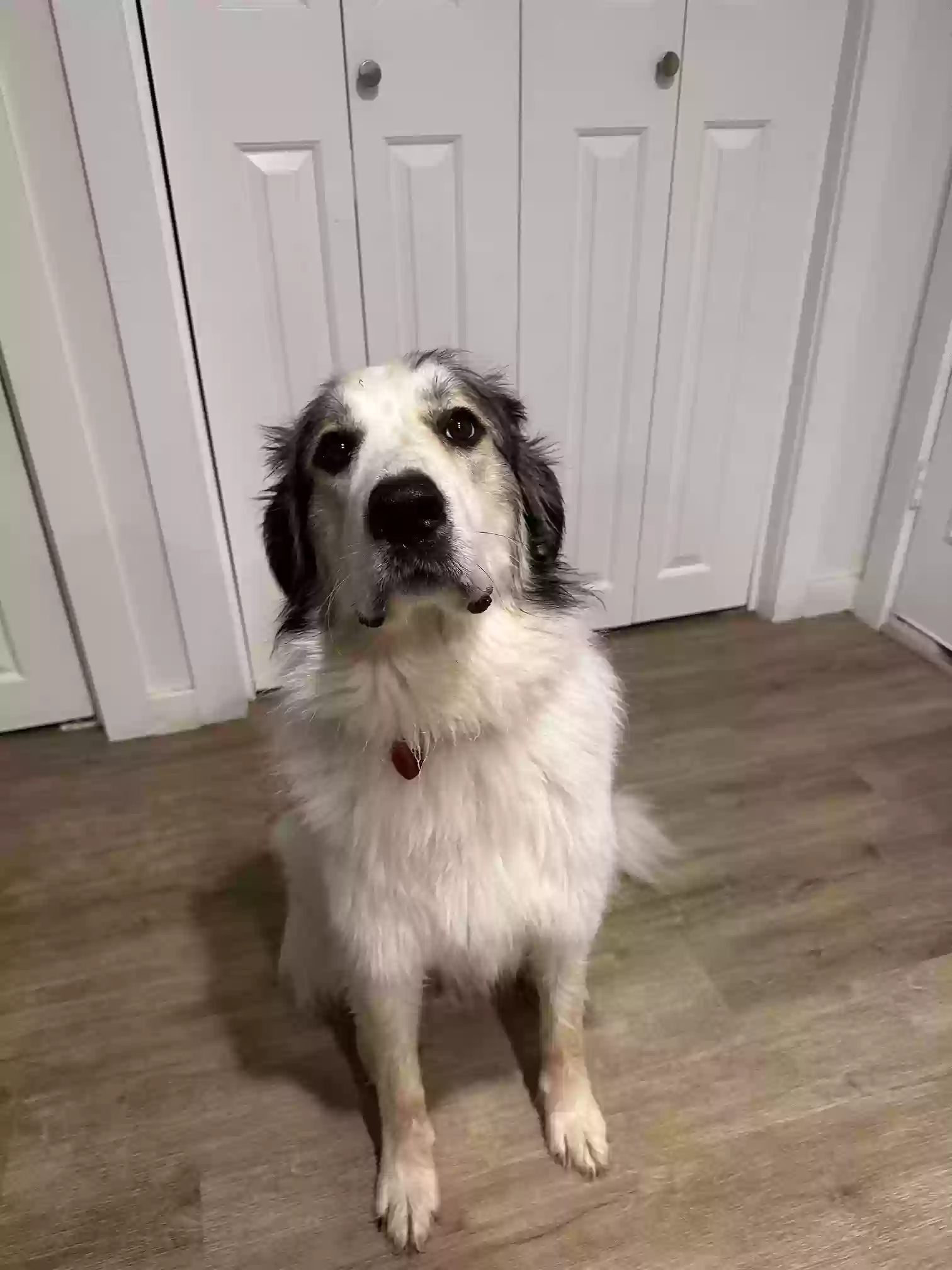 adoptable Dog in Mckinney,TX named Frankie