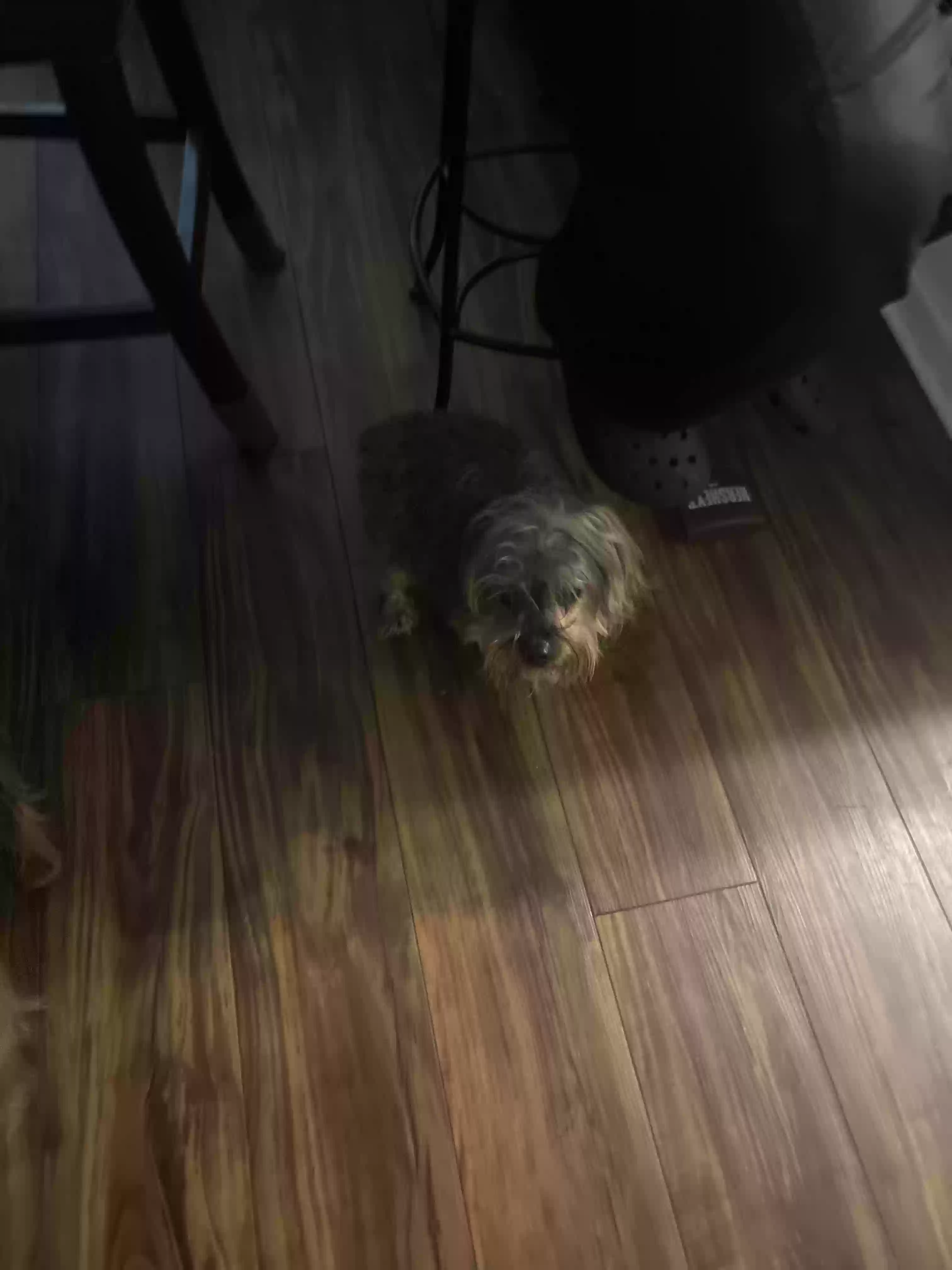 adoptable Dog in Waldorf,MD named Ashton